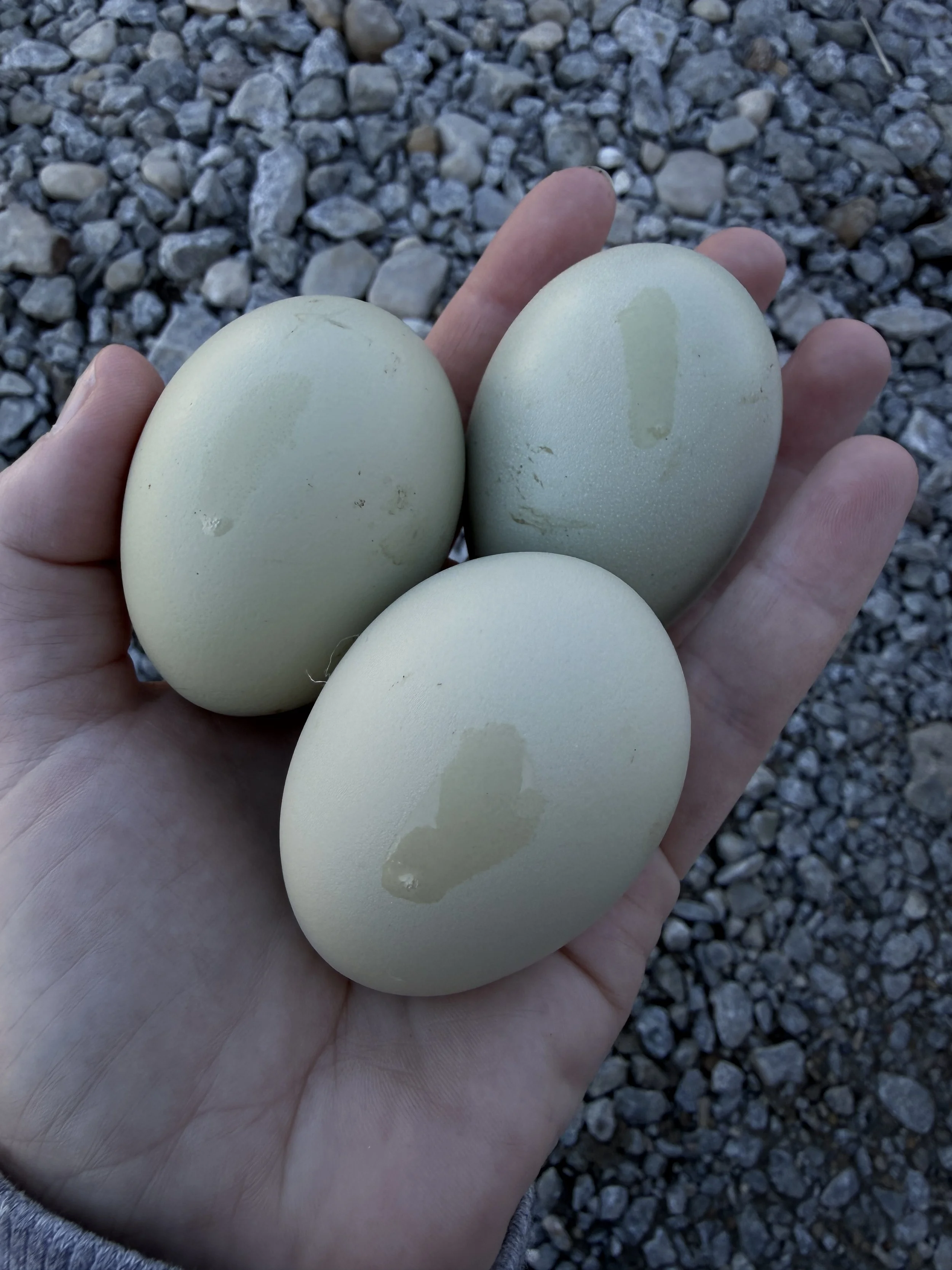 PRE-ORDER Silverudd’s Blue Hatching Eggs