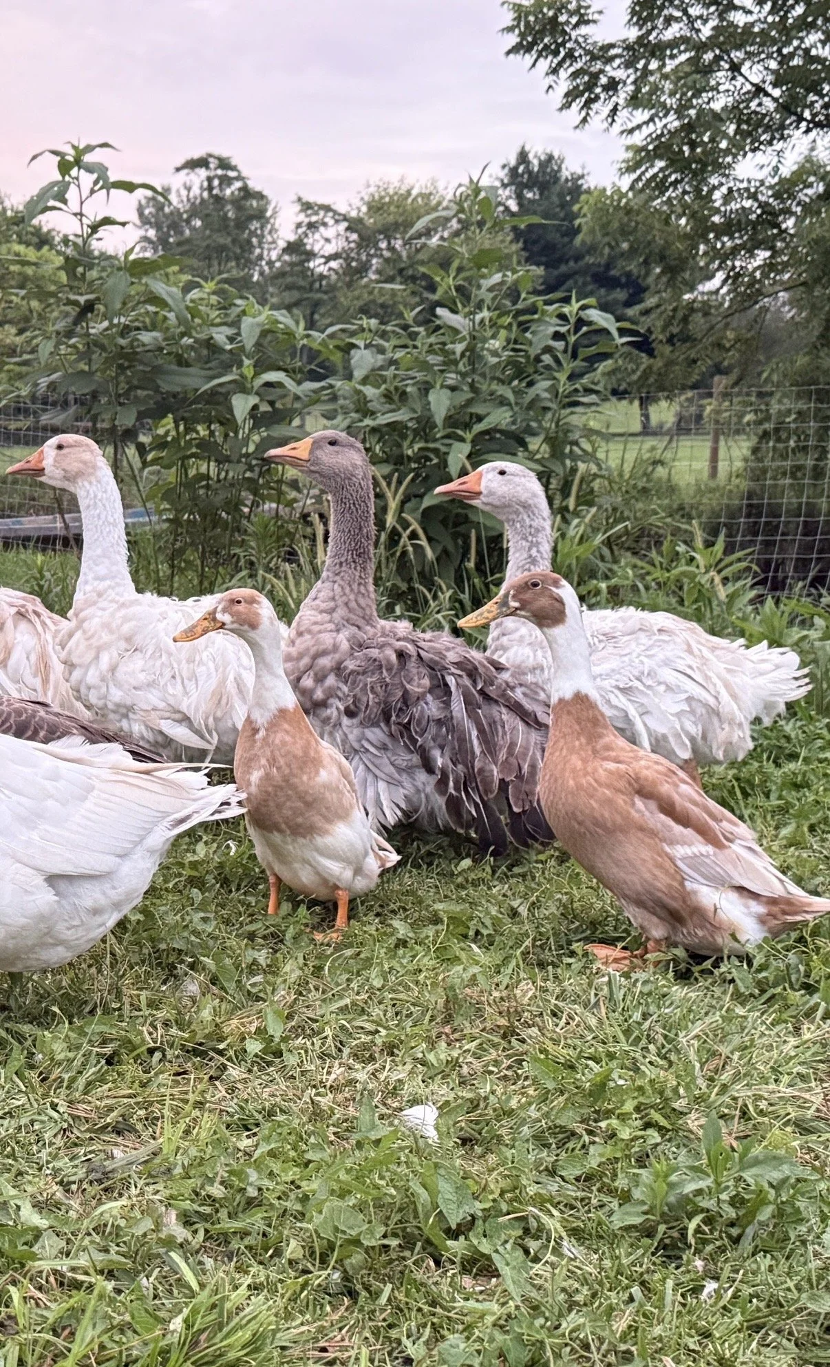 PRE-ORDER TBF Goslings