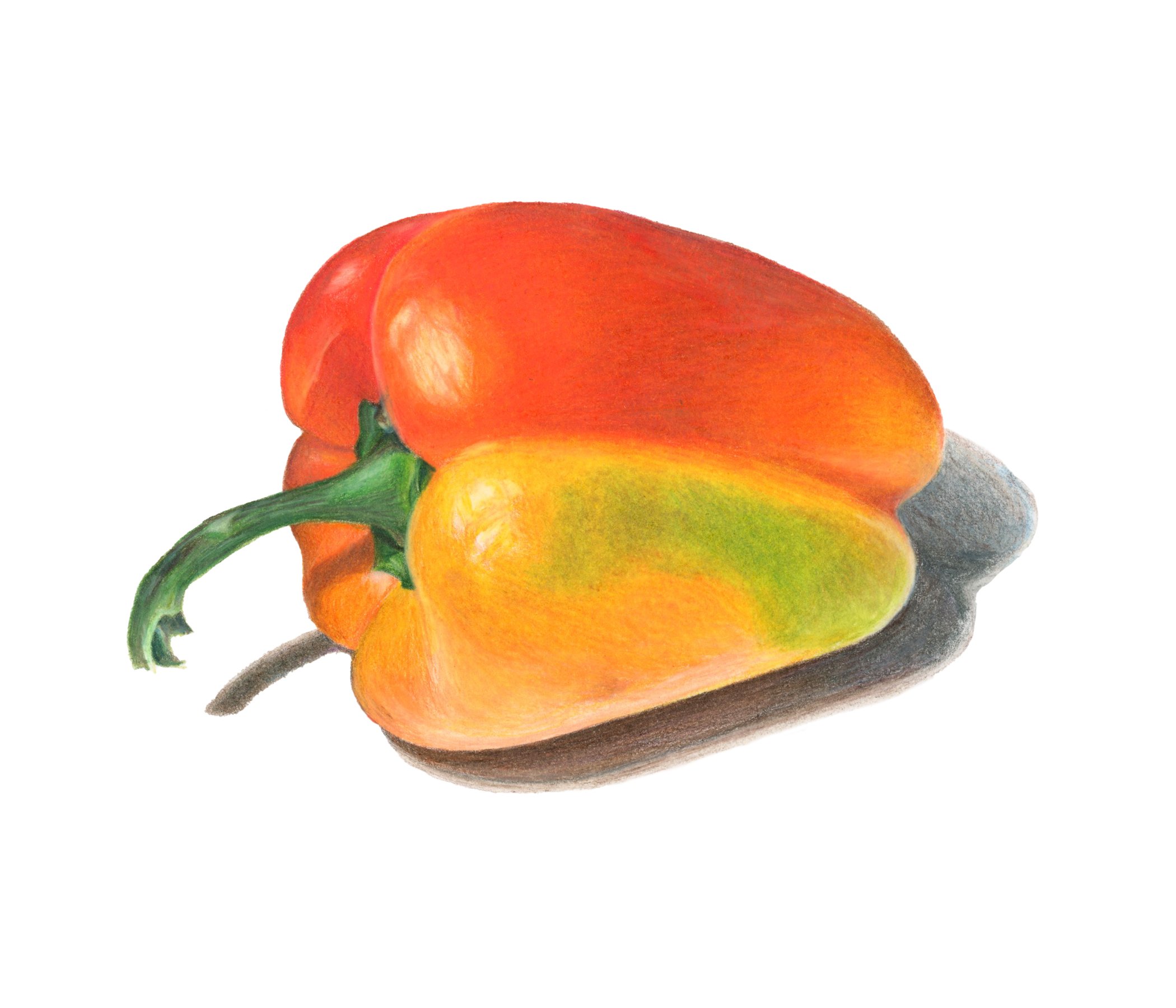 Colored_Pencil_Pepper_Final.jpg