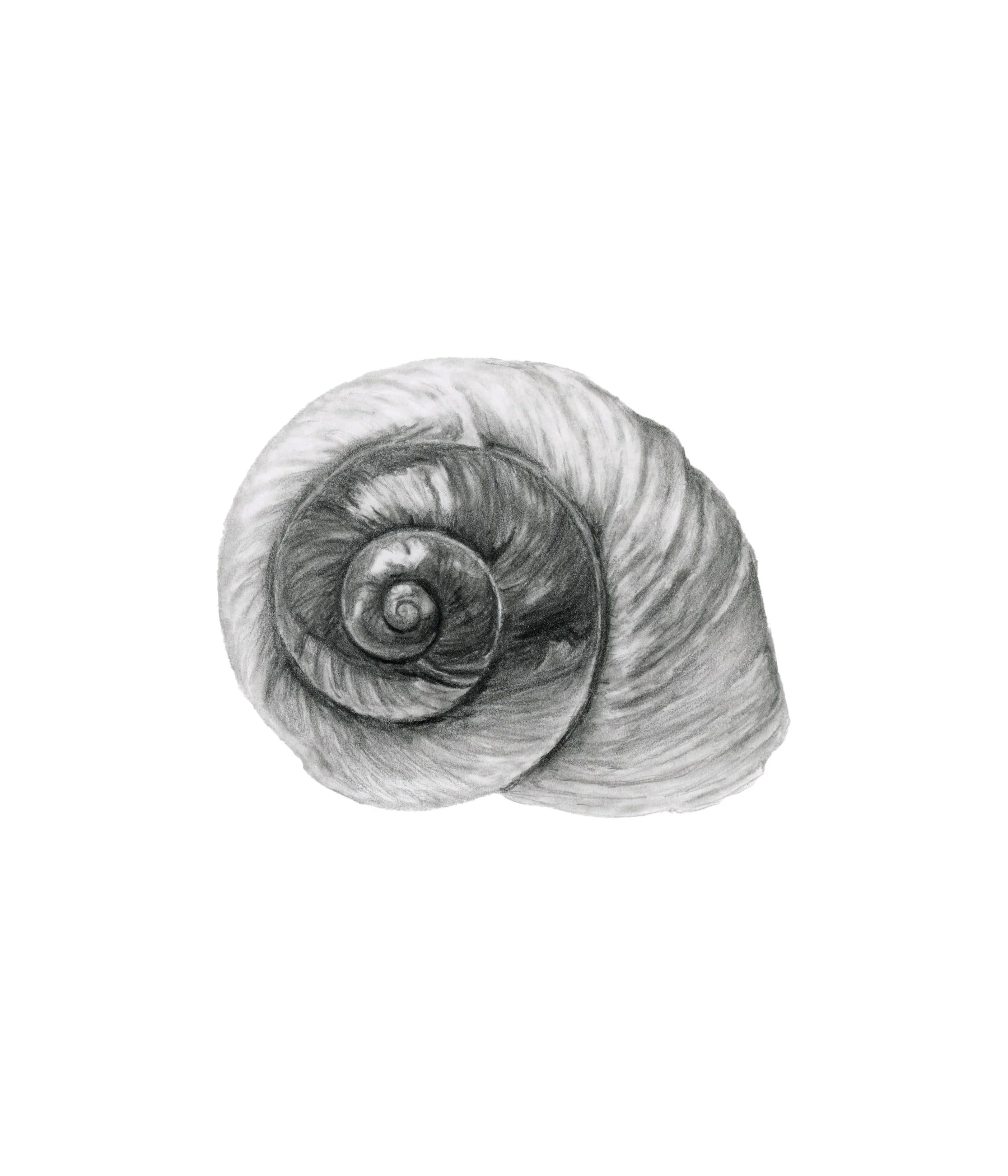 Graphite_Shell_Final.jpg