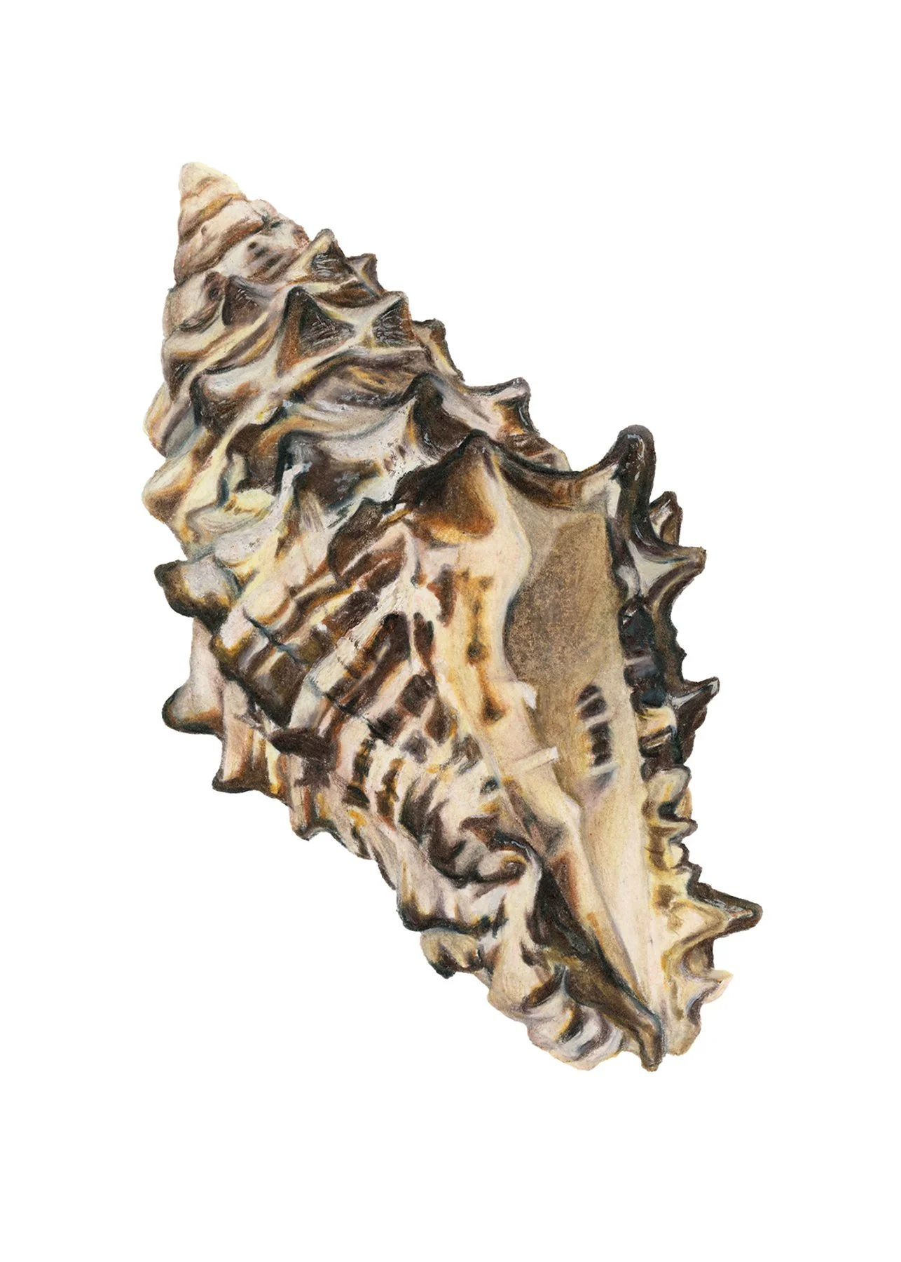 Colored_Pencil_Shell_Scan_Final.jpg