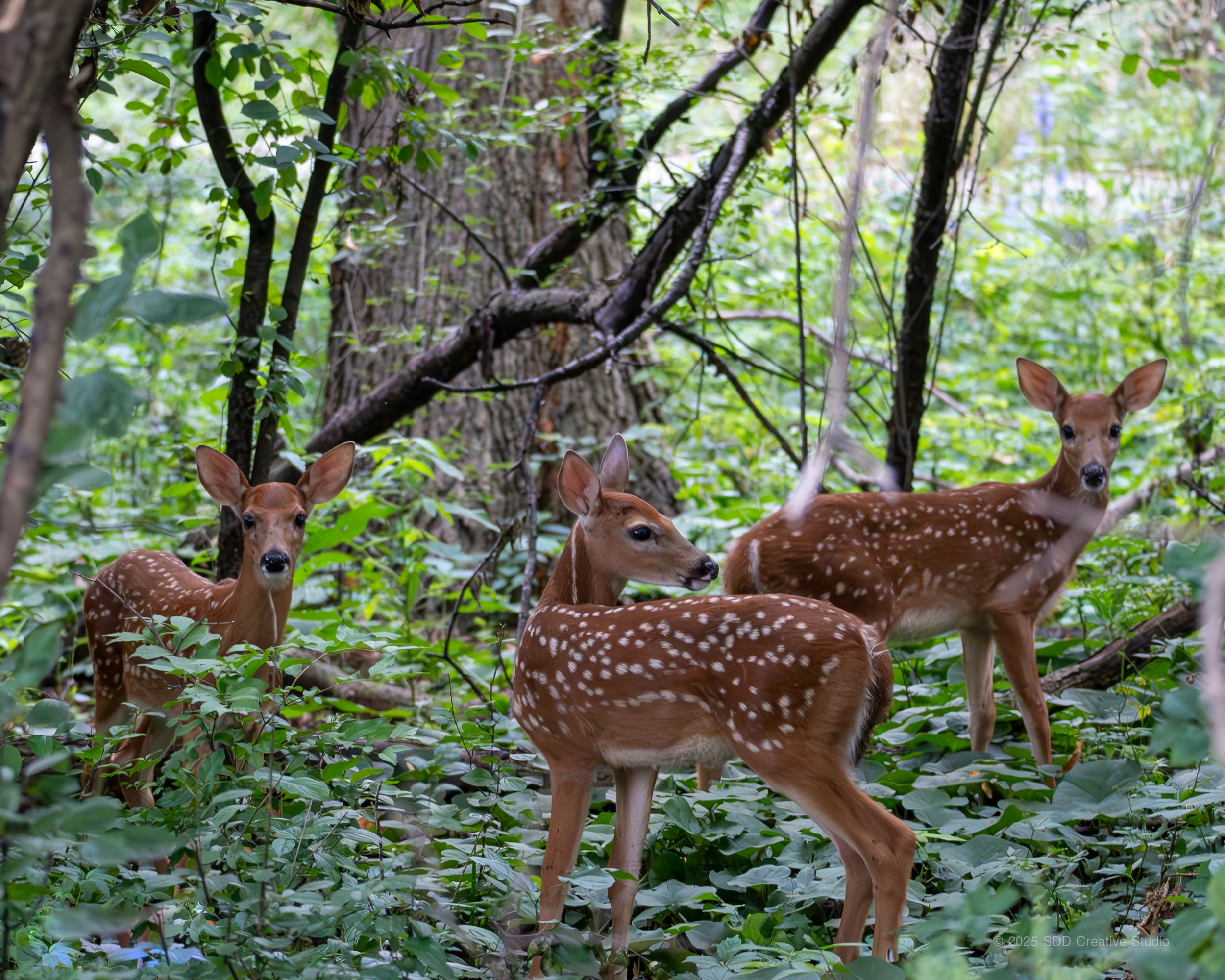 Nature & Wildlife Photography