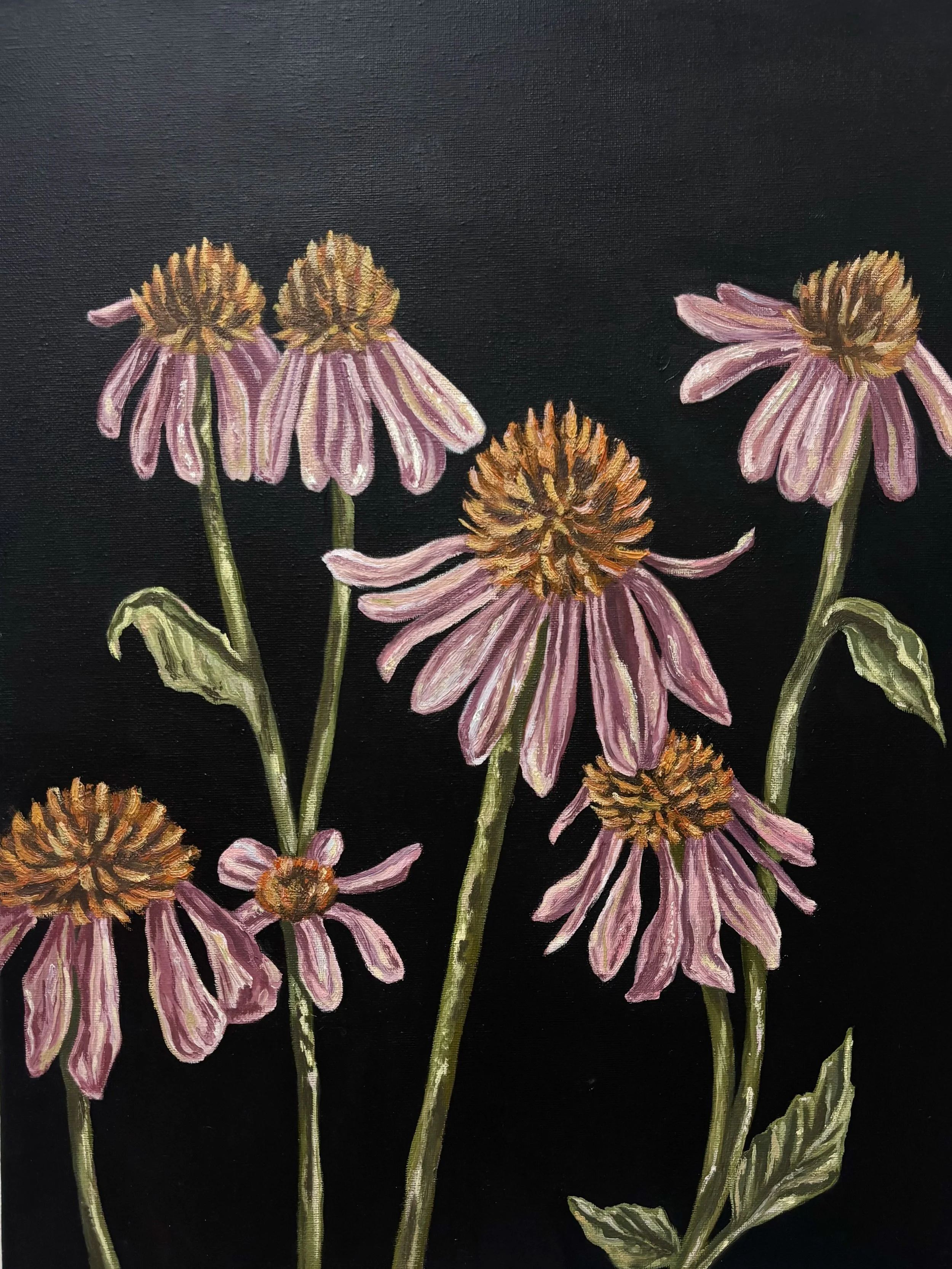 Pink Daisies