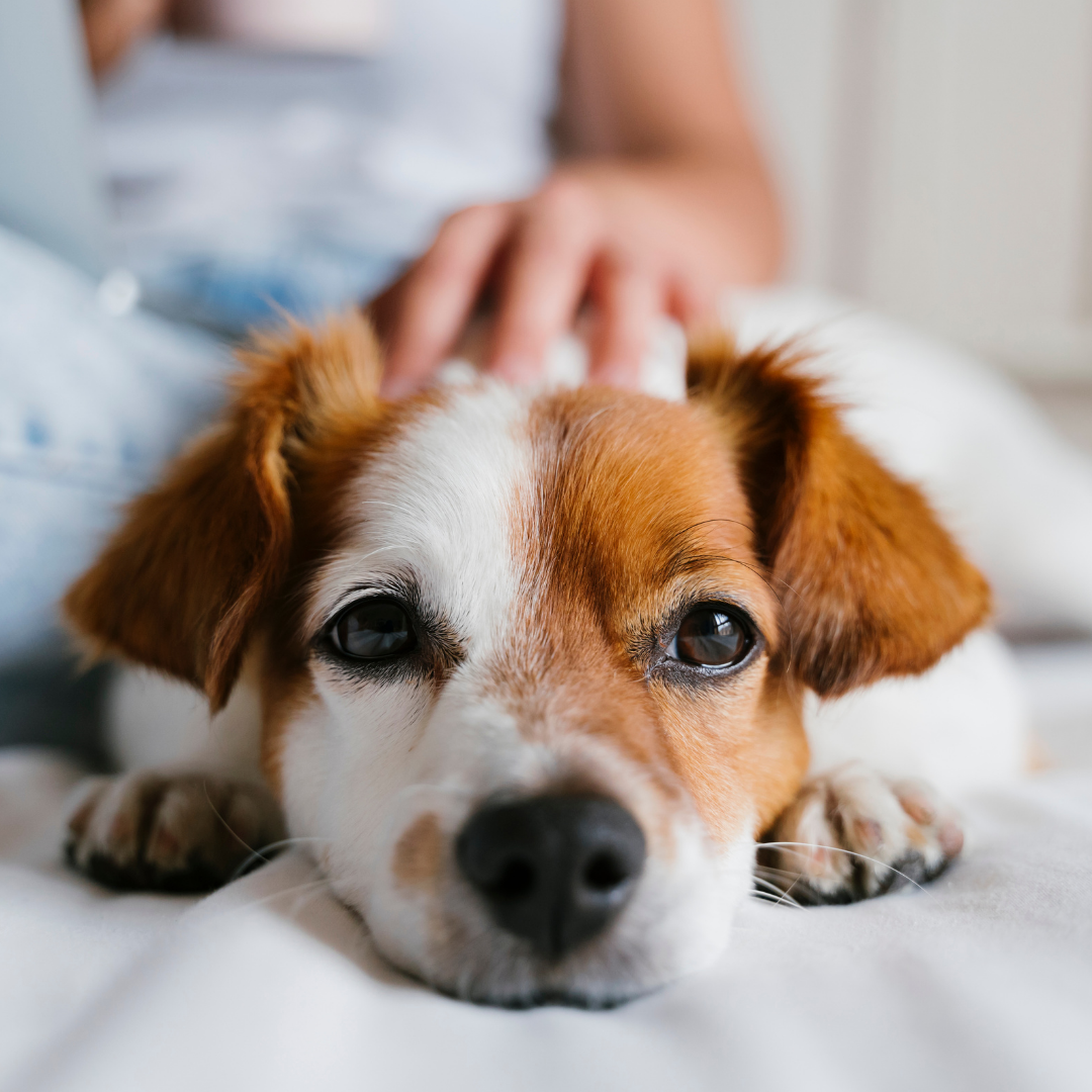 A brown and white puppy lying on a white surface with a person's hand petting its head