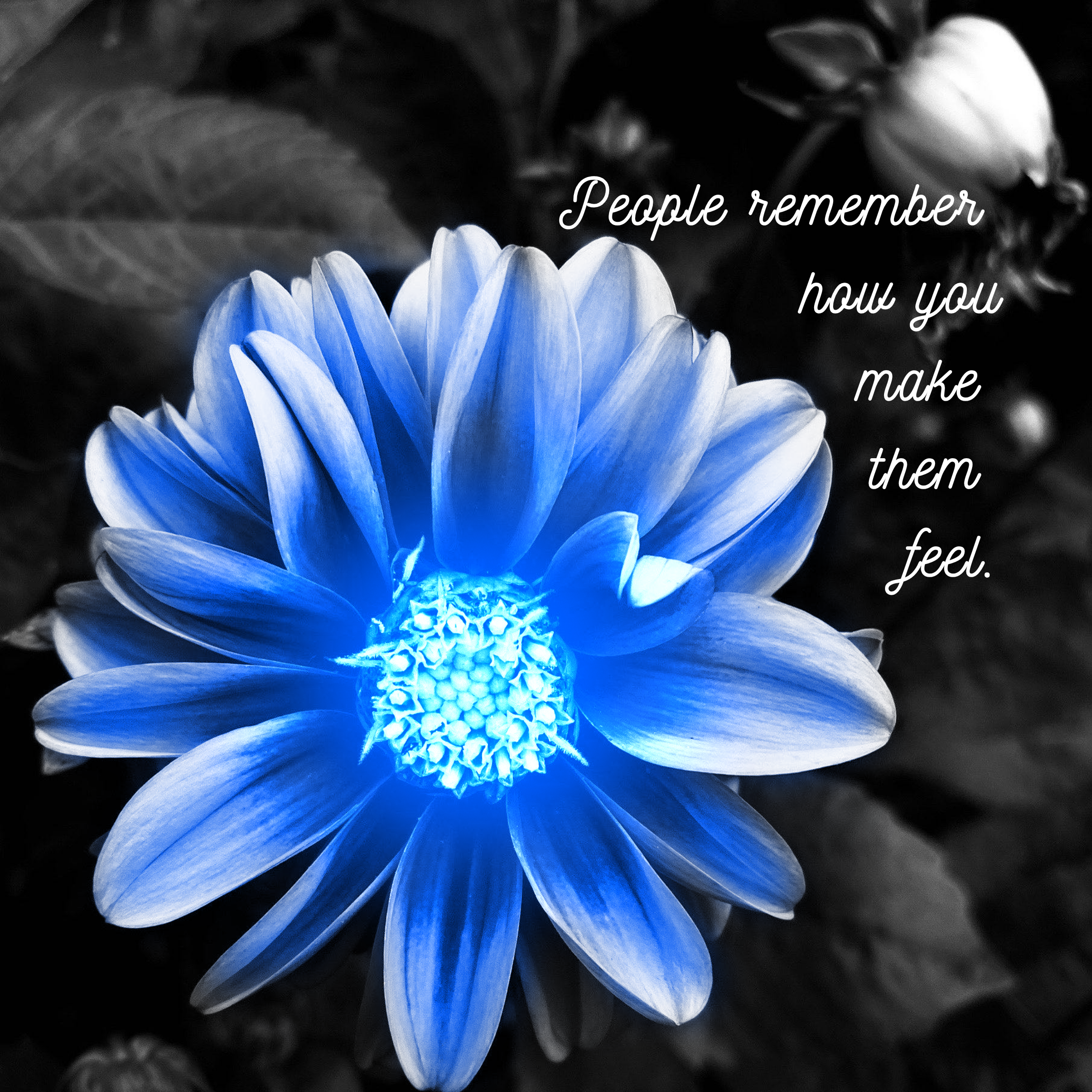 Close-up of a blue flower with layered petals, overlaid with white cursive text that reads 'People remember how you make them feel.'