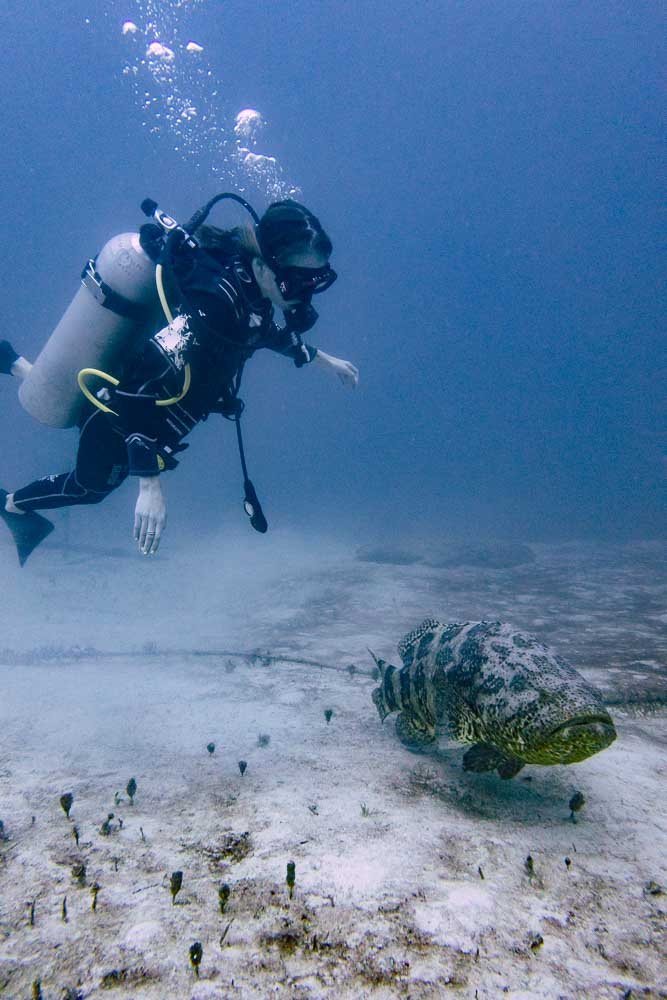 Goliath Grouper.jpg