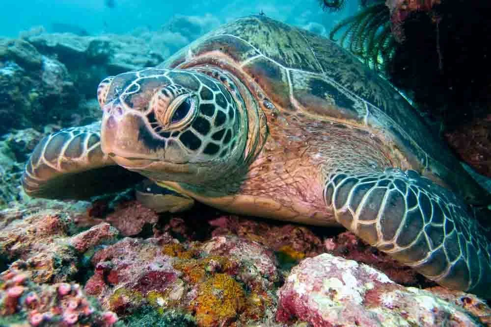 Turtle El Nido.jpg