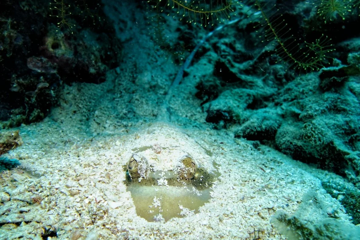 Blue Spotted Sting Ray in Sand.jpeg