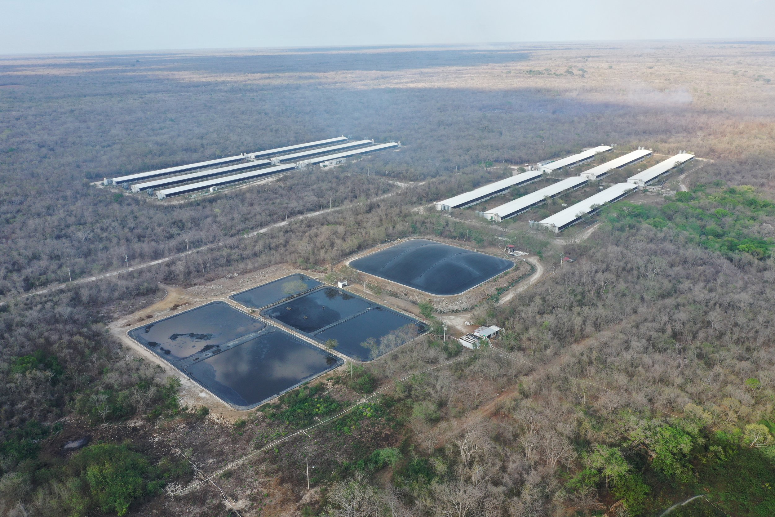 In 2022, the National Water Commission determined a level of pollution here that surpasses the official Mexican standard. Residents have reported skin rashes, itching, diarrhea, and vomiting. There are over 500 other farms in the state of Yucatán, bu
