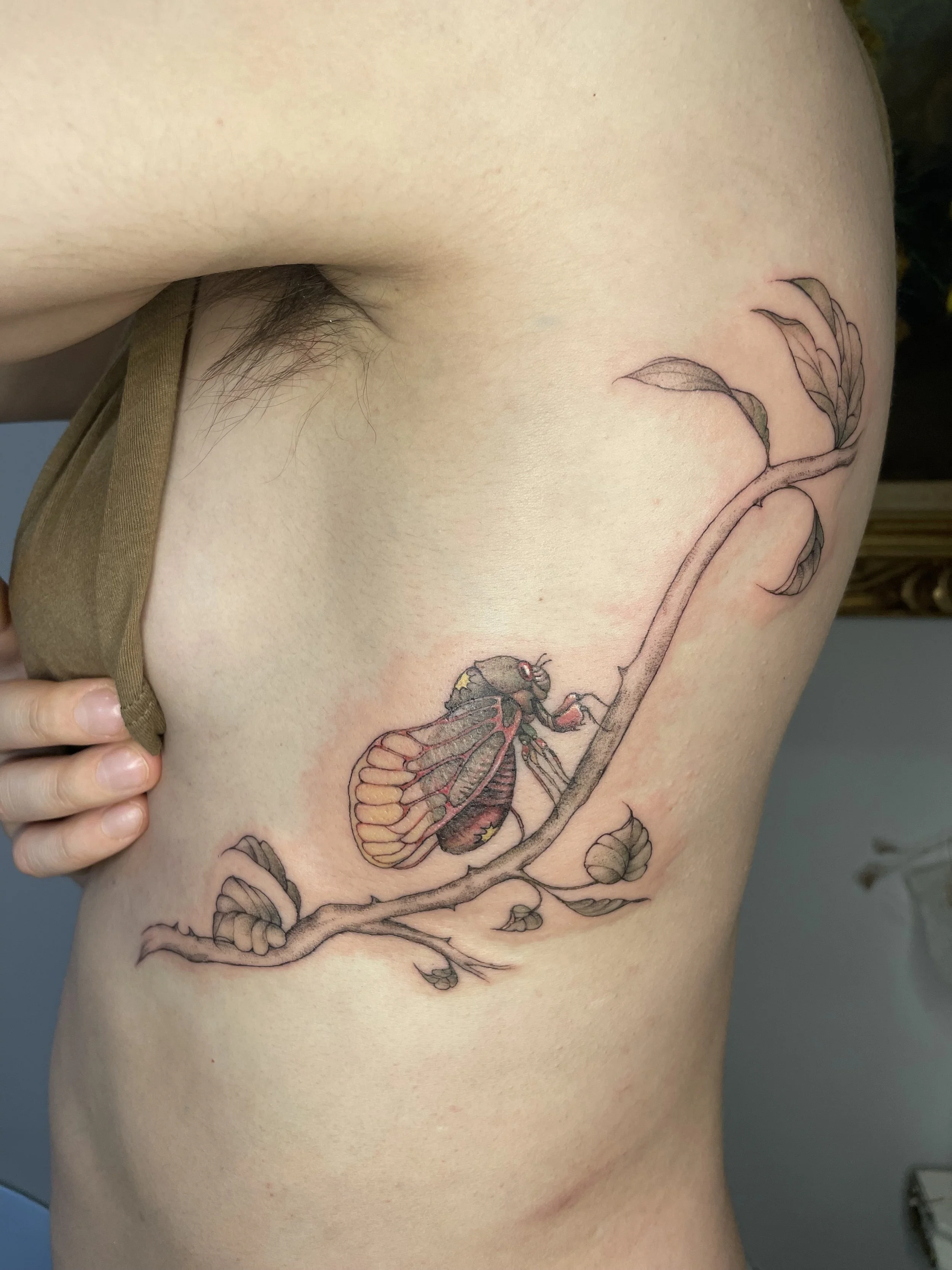 cicada - chris.jpg