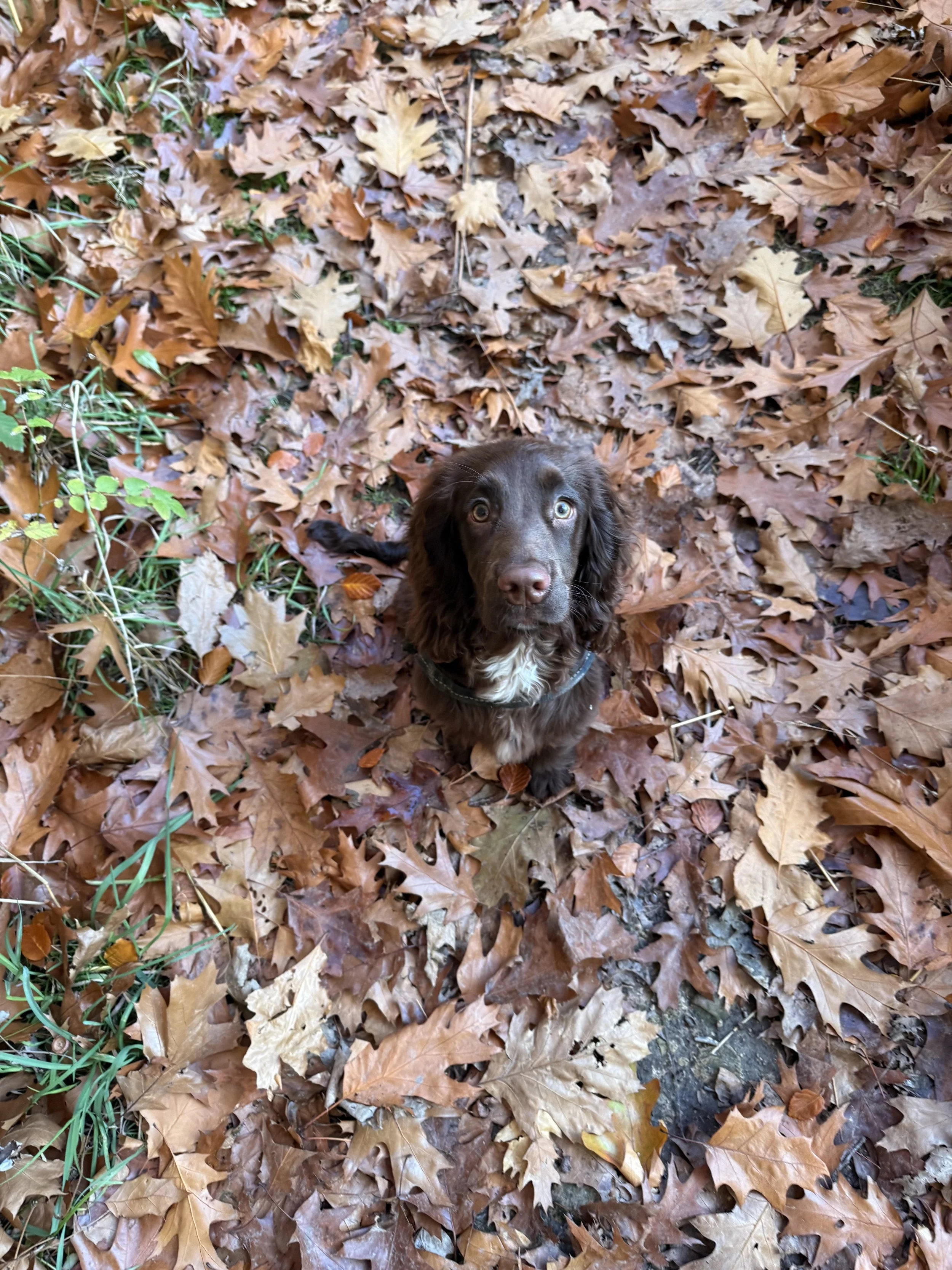 A brown dog sitting on a pile of fallen autumn leaves, looking up at the camera.