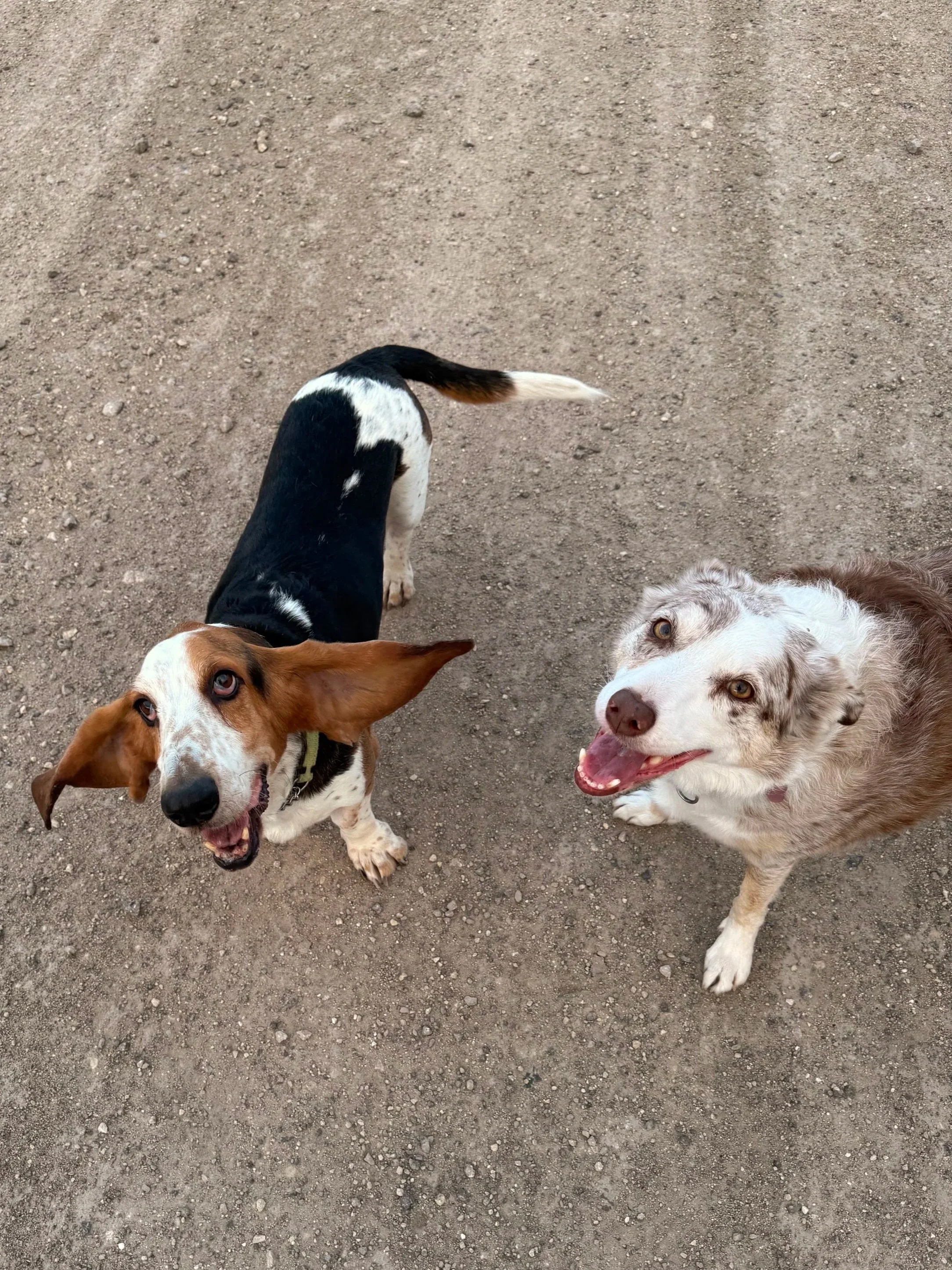 Two dogs, one with a brown and white coat and the other with a white and light brown coat, standing on a dirt surface and looking up at the camera with happy expressions.