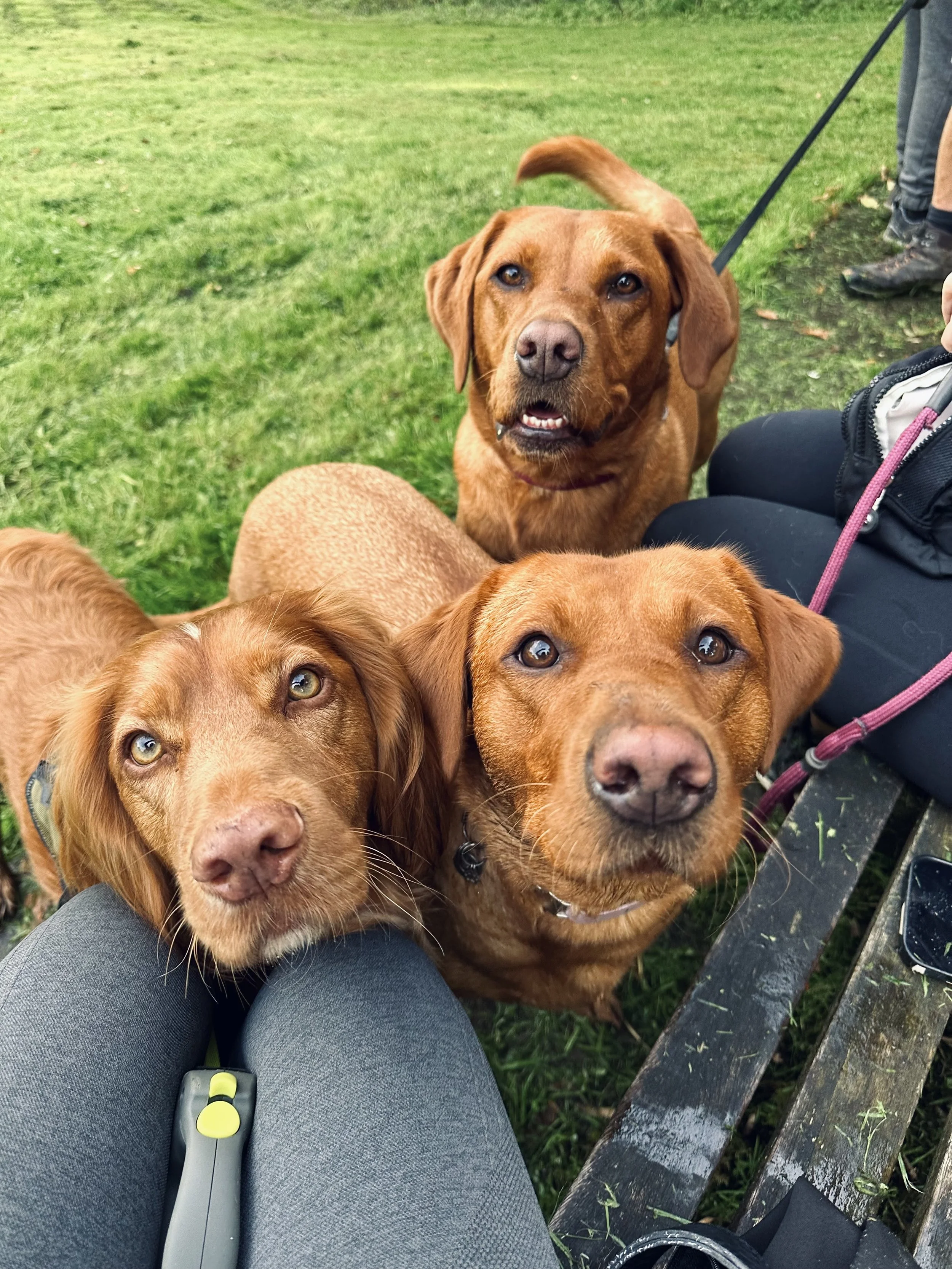 Three brown dogs outdoors on grass, with two sitting near a person and one standing behind them, looking up at the camera.