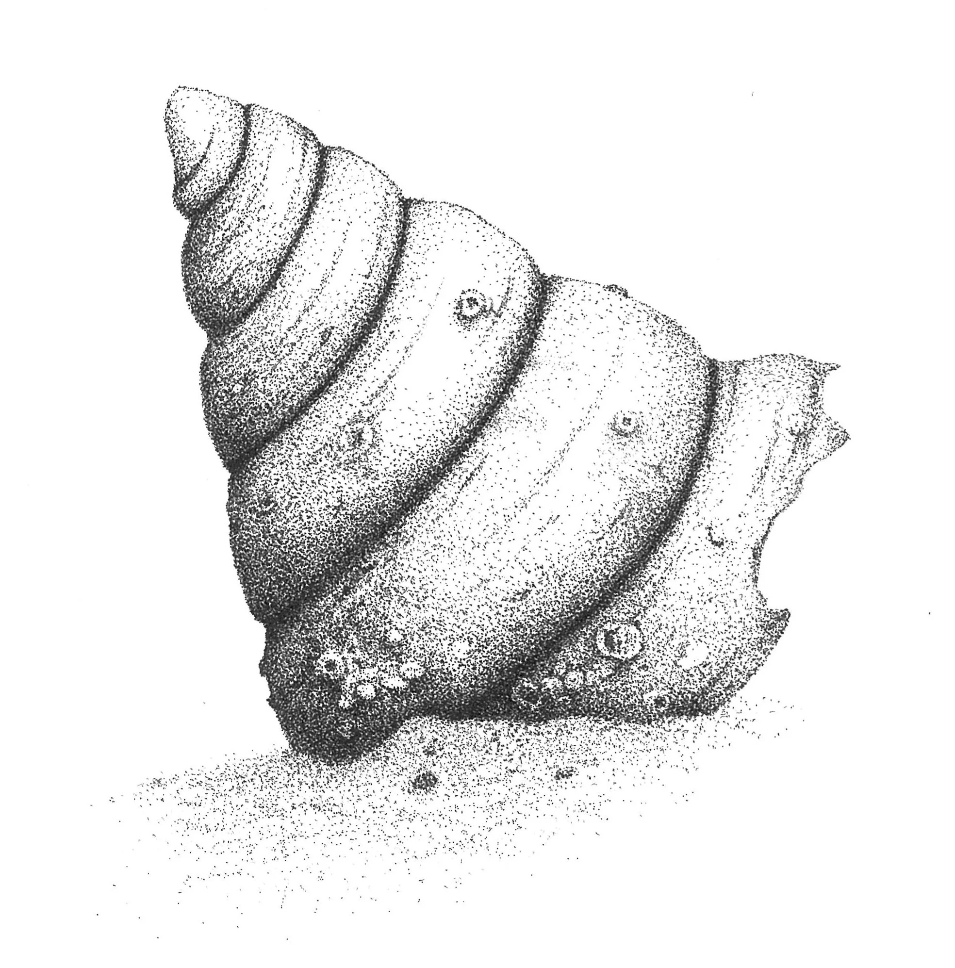 Spiral Shell for card.JPG