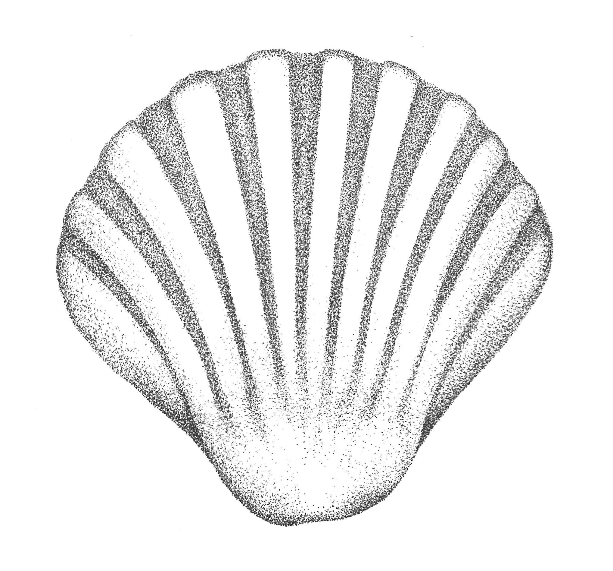Flat Shell for card.JPG