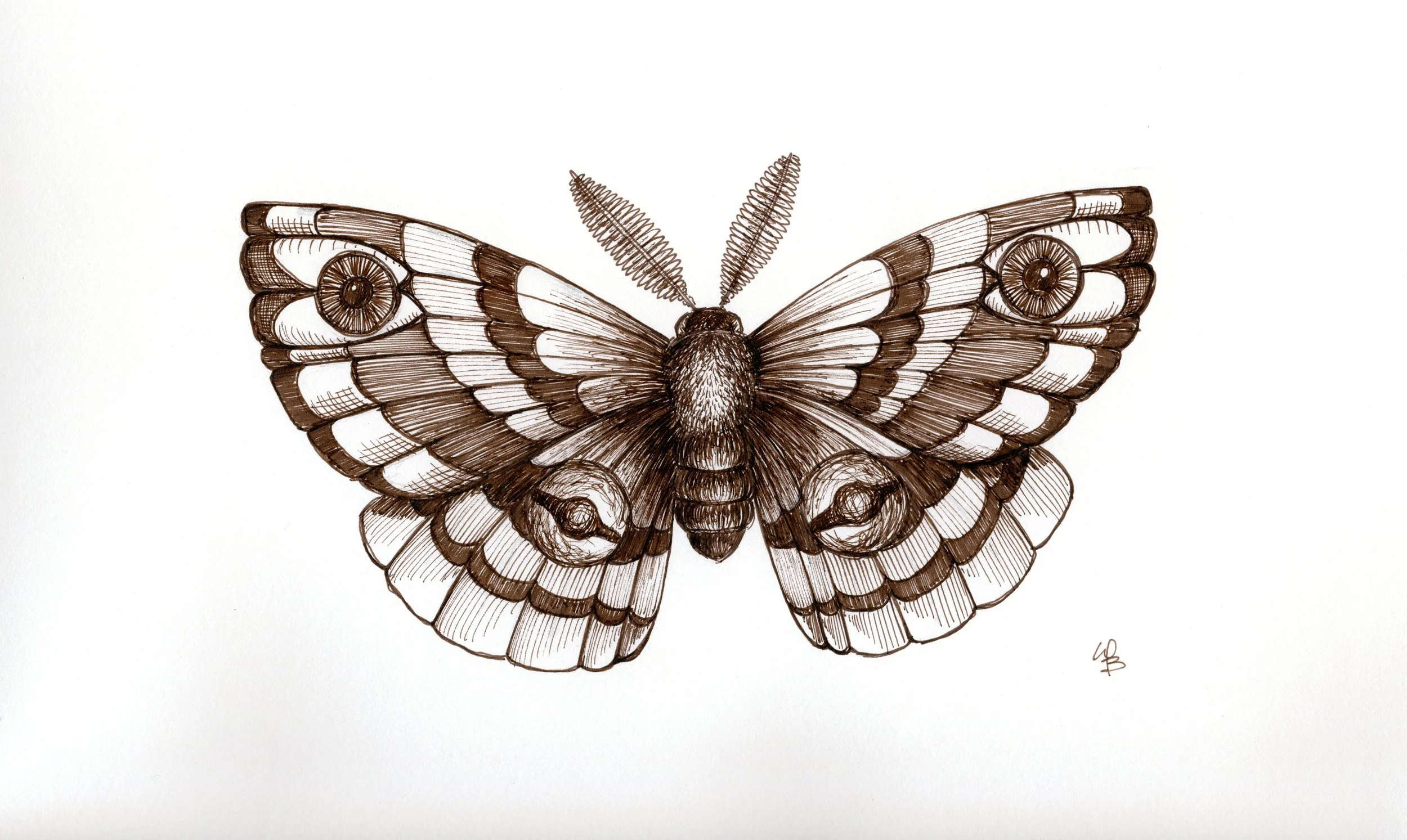 Blind Moth (sepia).jpg