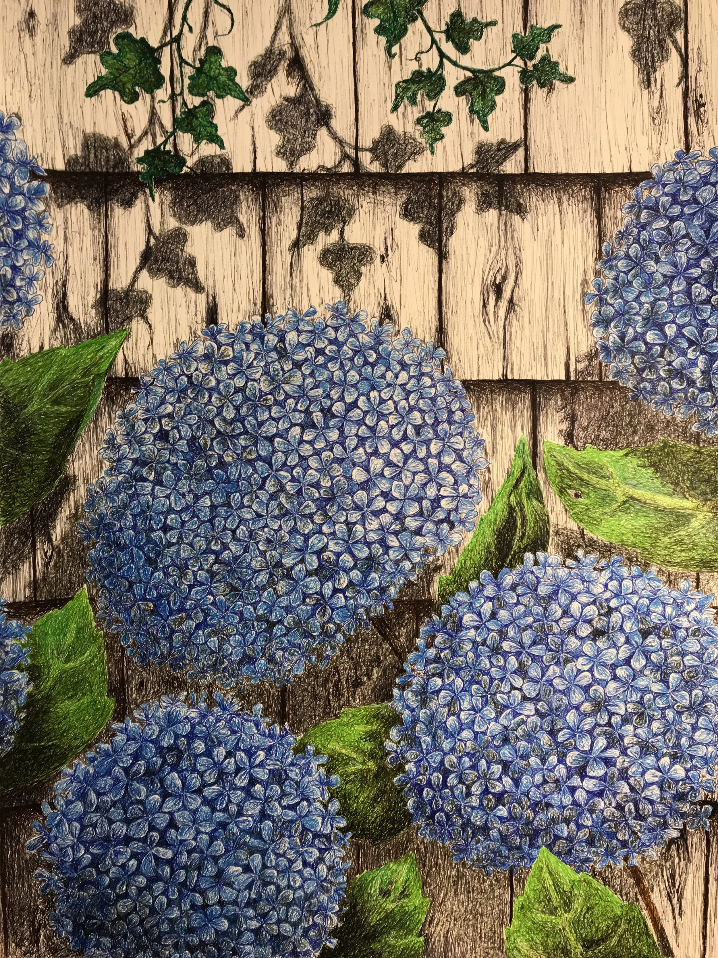 Blue Hydrangeas.JPG