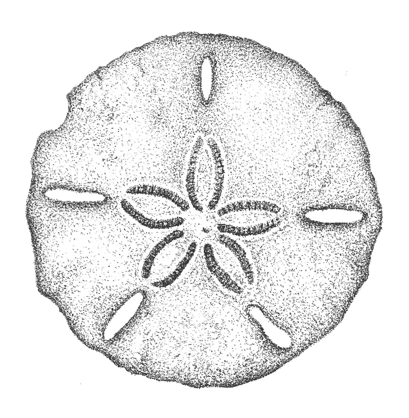 sand dollar for card.JPG