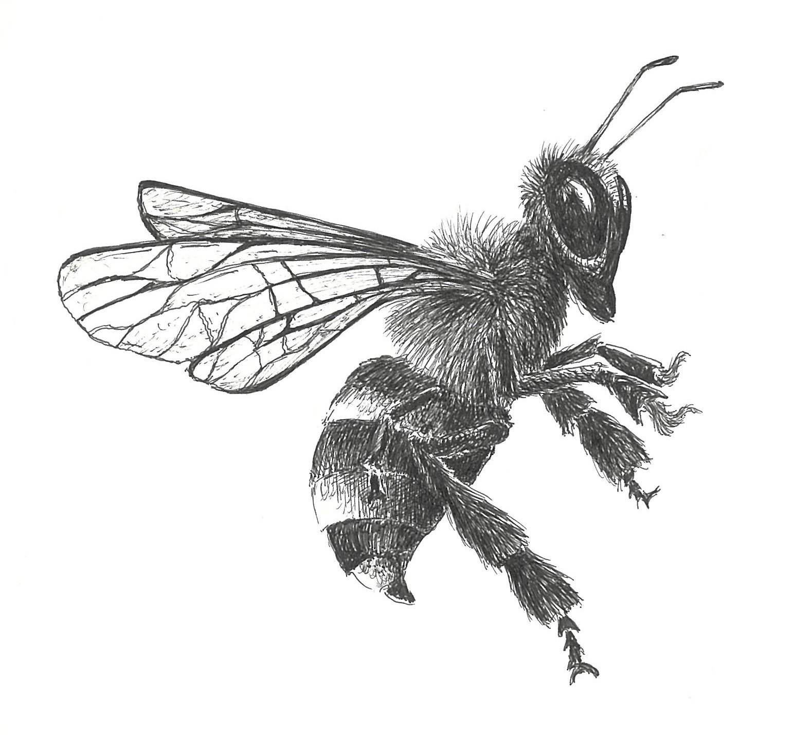 bee cropped.jpg