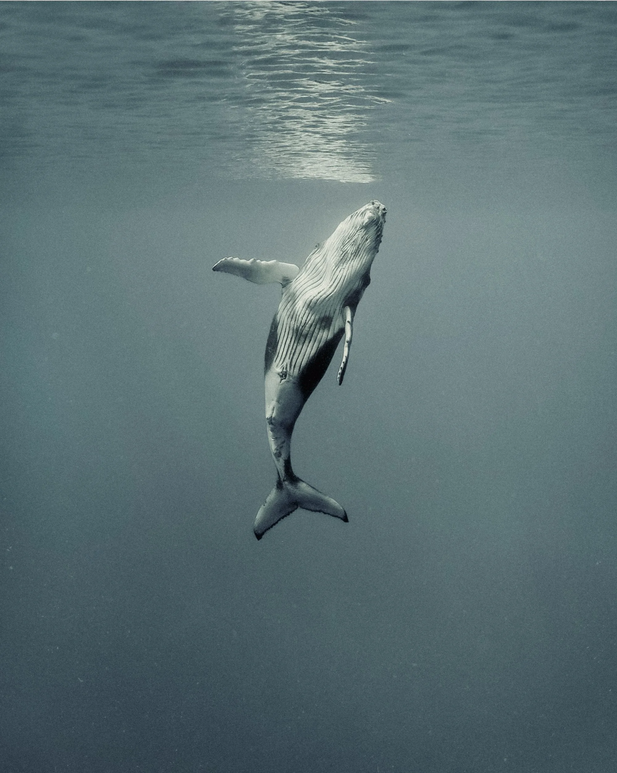 Screenshot 2024-11-28 at 6.09.37 pm.jpg