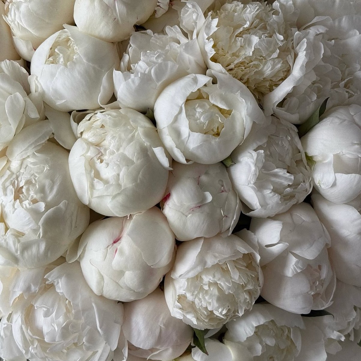 Close-up of white peony flowers in full bloom. Flower delivery in Manchester , salford, swinton, eccles, bury, stockport, cheshire