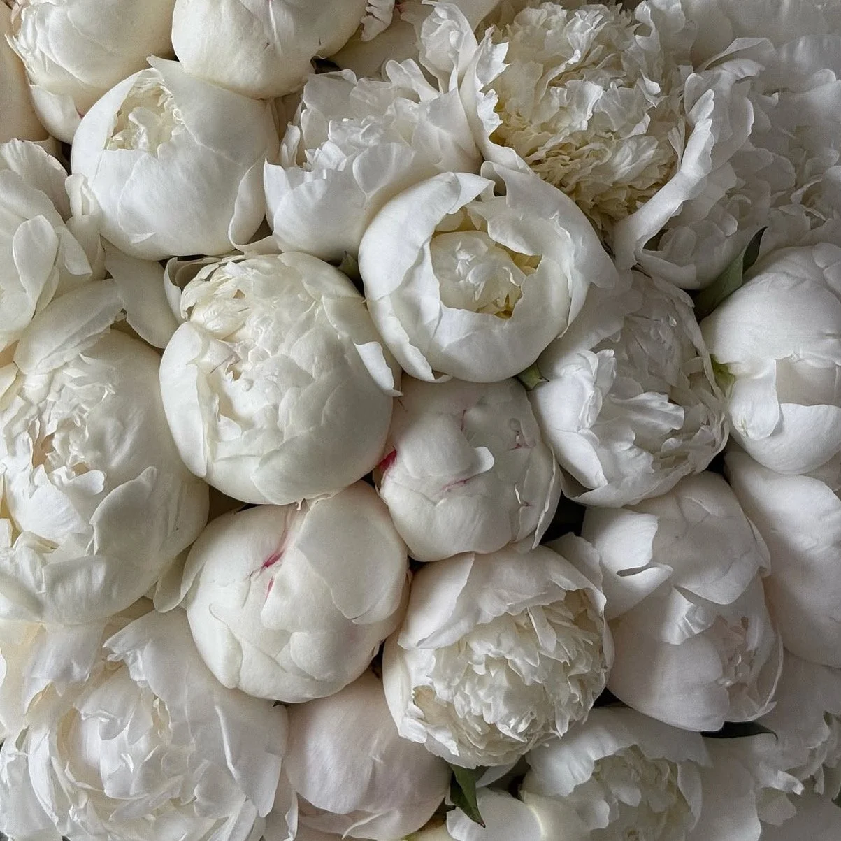 Close-up of white peony flower buds and petals.