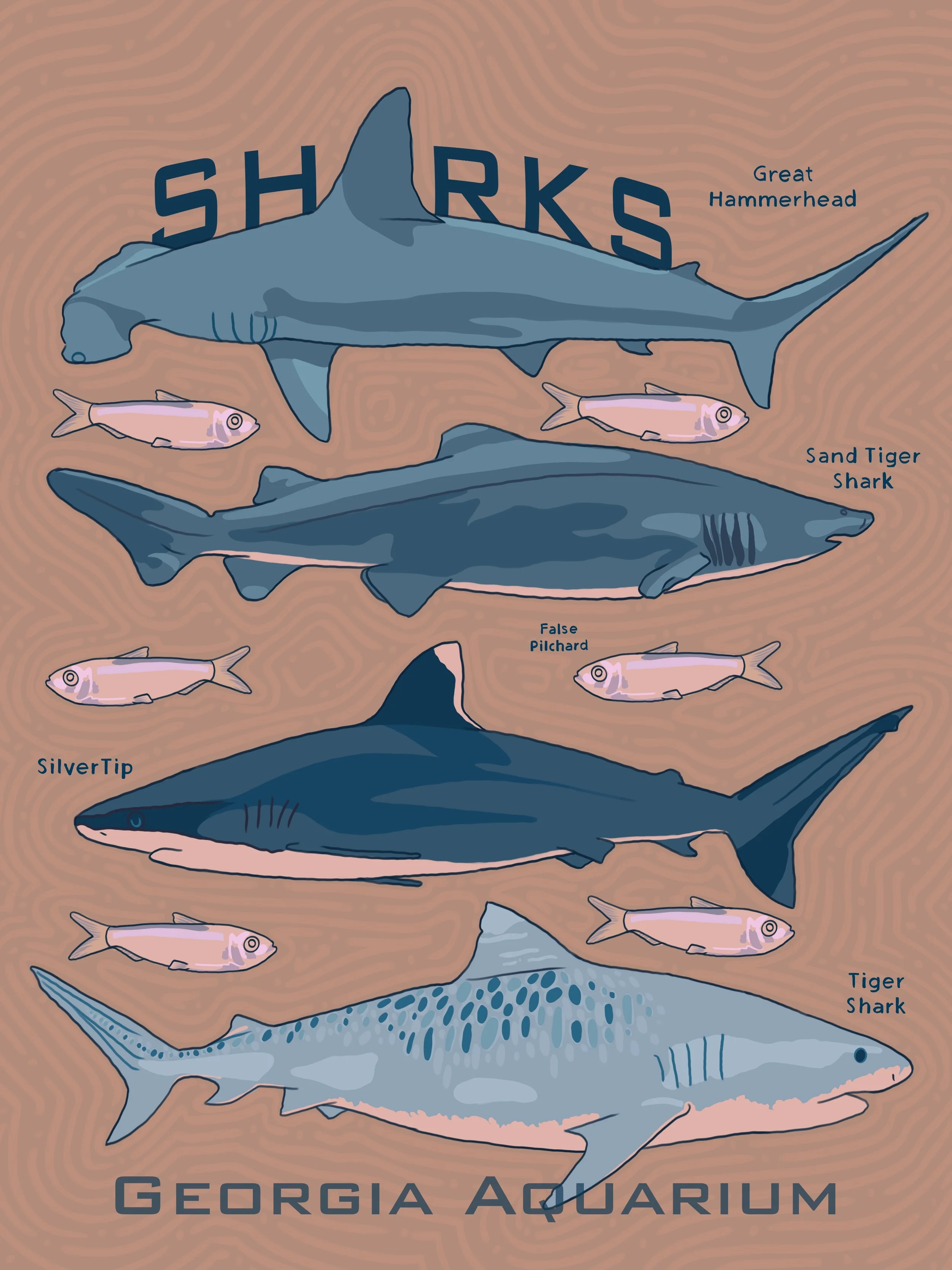 SAV 202420_lllu100_AnnabelleCurran_A 3_SHARKSPoster3.jpg