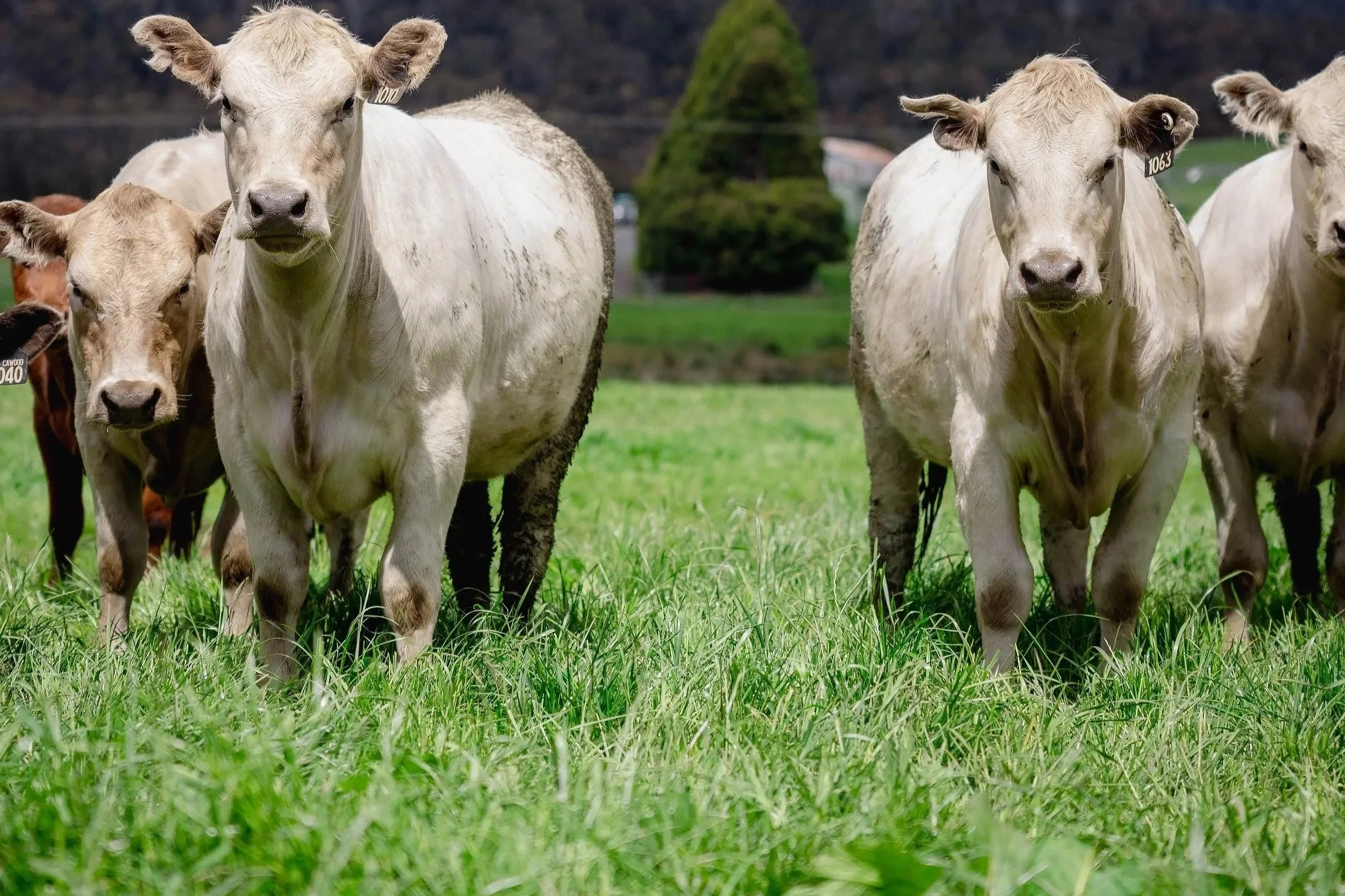 Regenerative farm producing nutrient dense produce.