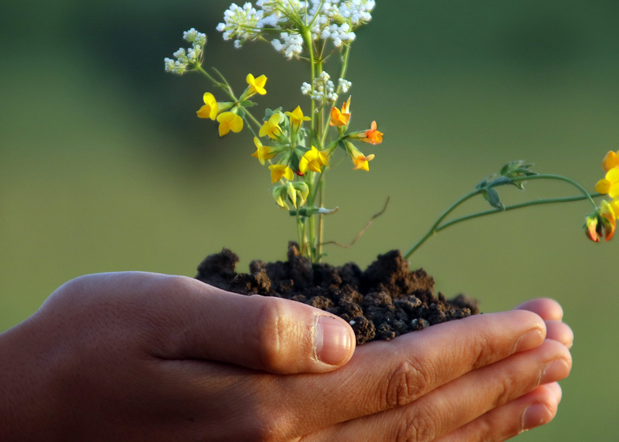 Understanding the Biopsychosocial Model