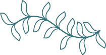 A simple line drawing of a vine with leaves.