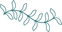 Line drawing of a leafy vine
