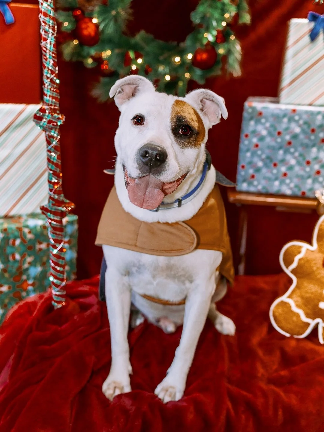 A doggone good Christmastime! 🎄🐶🐾🎁 
#codywyoming #wyomingphotographer
