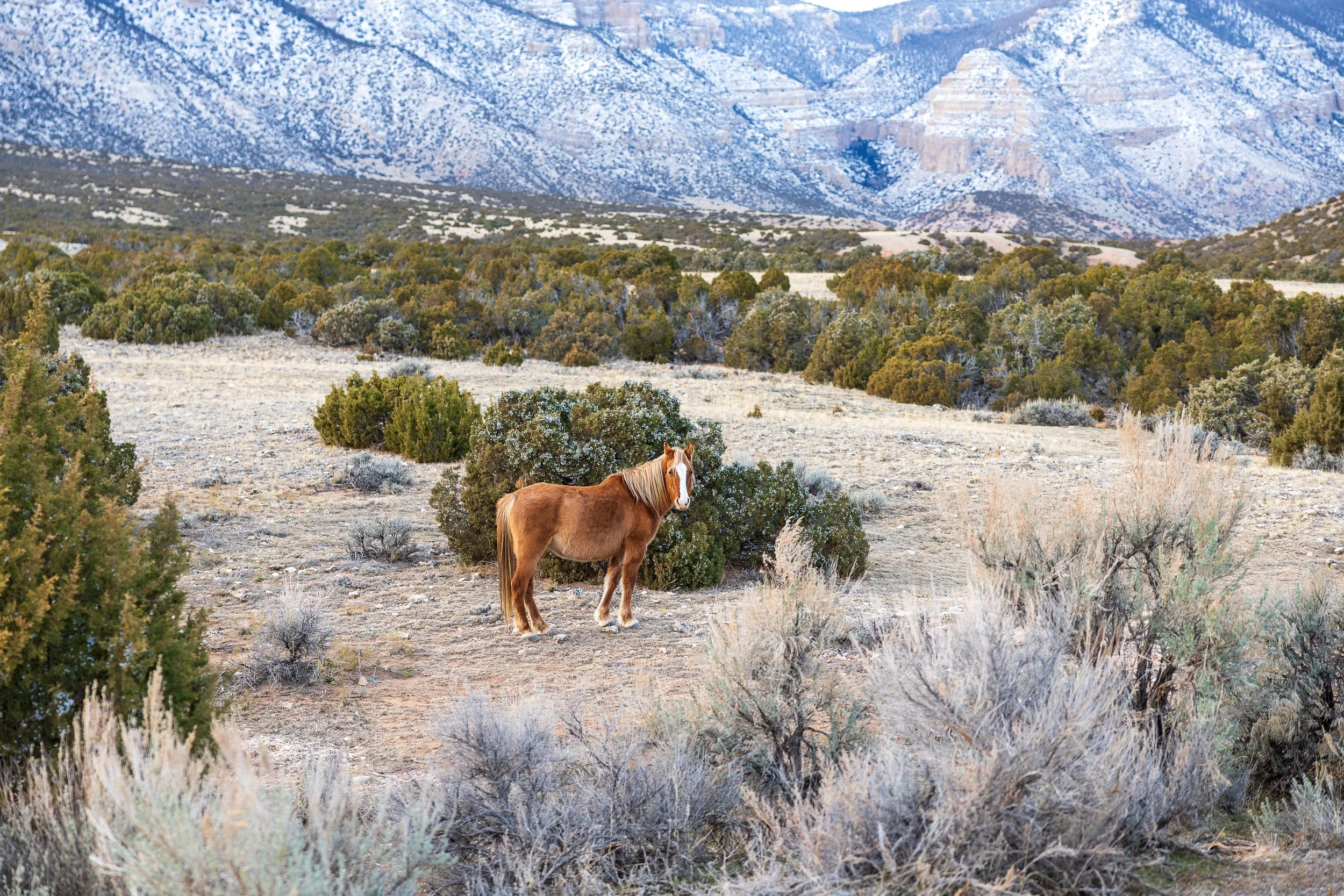 Big Horn Canyon