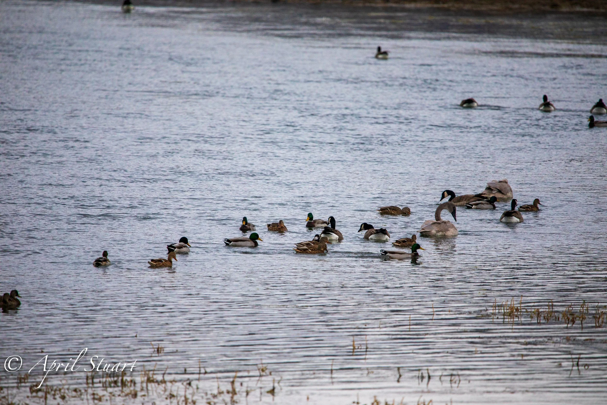 aprilstuartphotogS-86.JPG