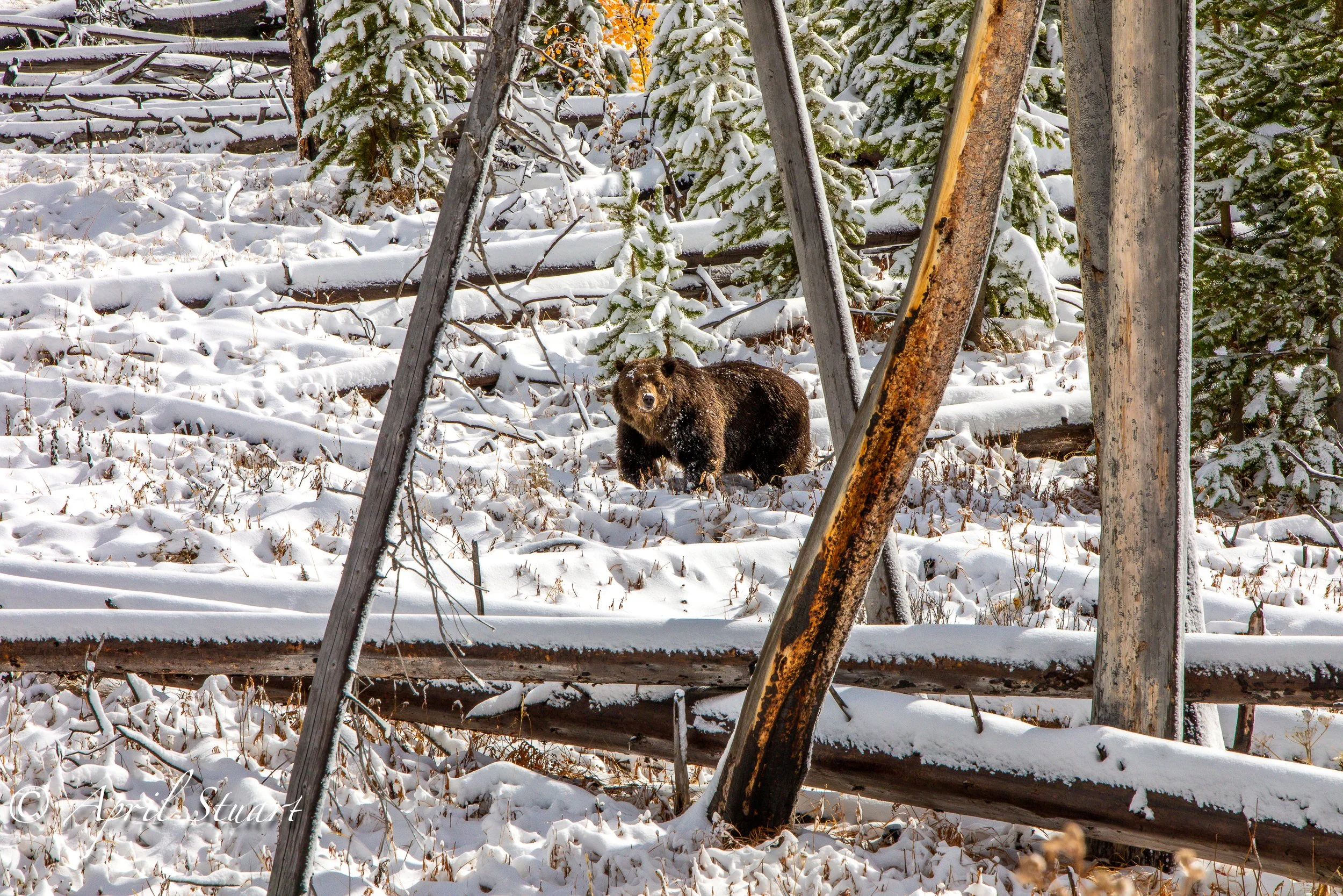 aprilstuartphotogS-43.JPG