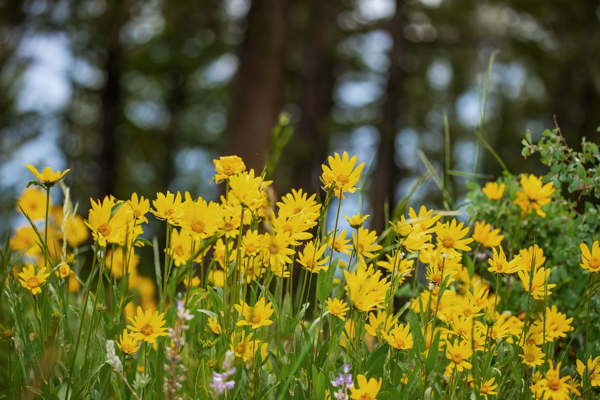 Tetons-8536.JPG