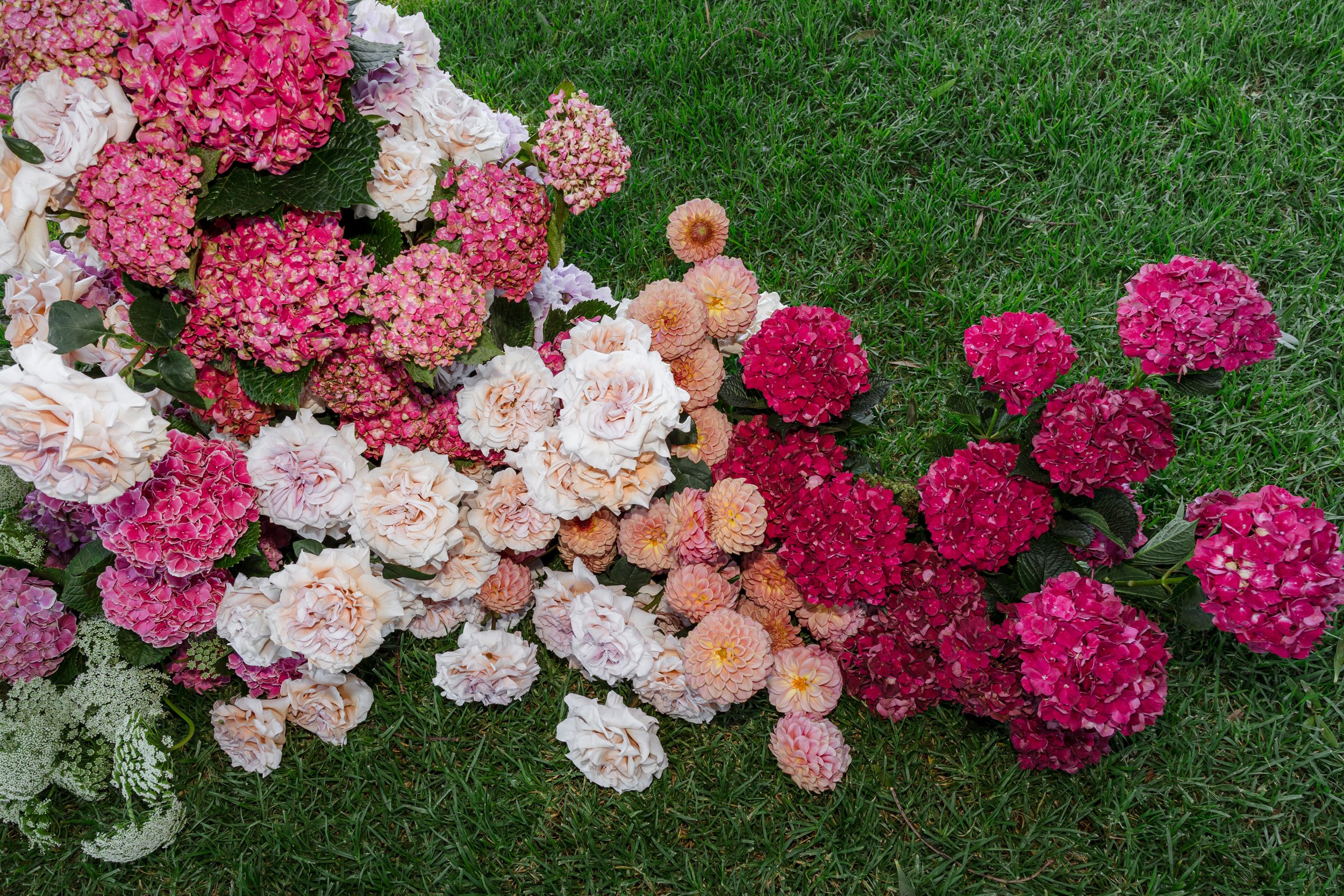 Colorful hydrangea flowers, pink, white, and peach, lying on green grass.