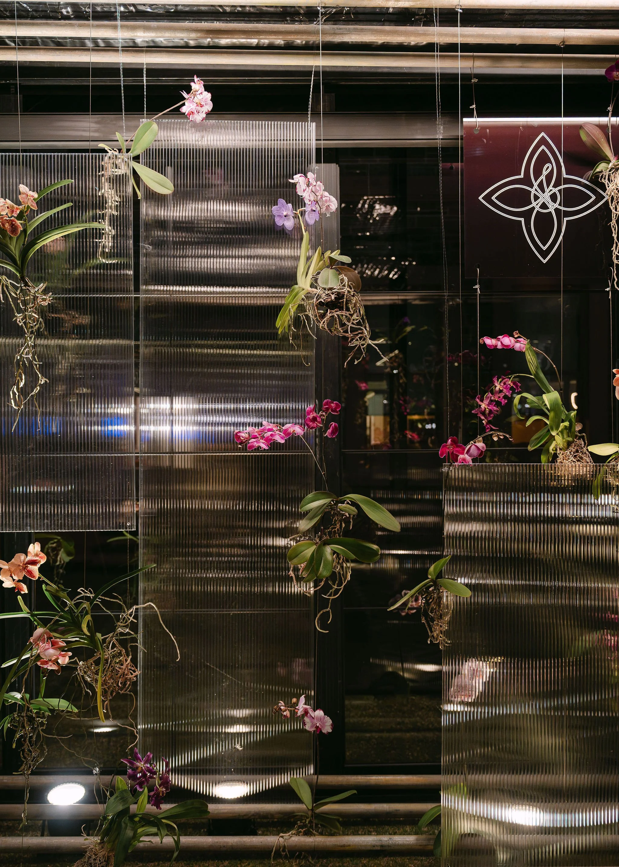Orchids growing on a metallic structure with a patterned sign on a dark background.