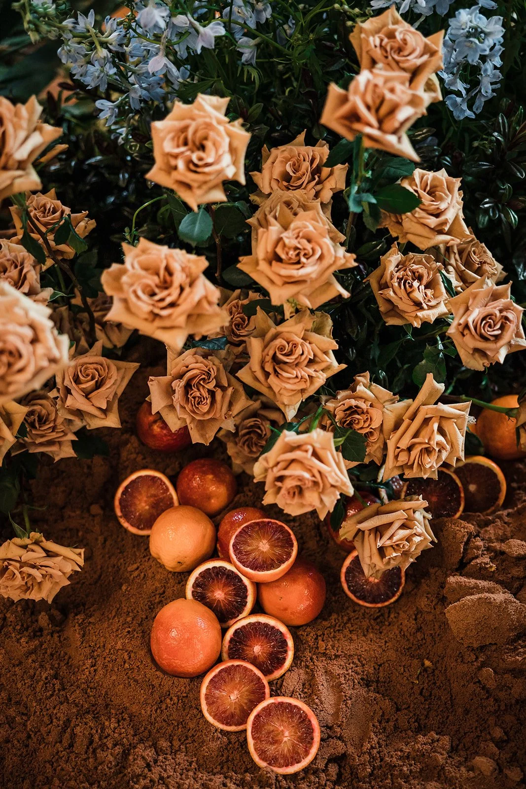 Yellowish-brown roses with green leaves and some eucalyptus flowers, arranged above soil or dirt, with blood oranges and lemons arranged beneath in a line.