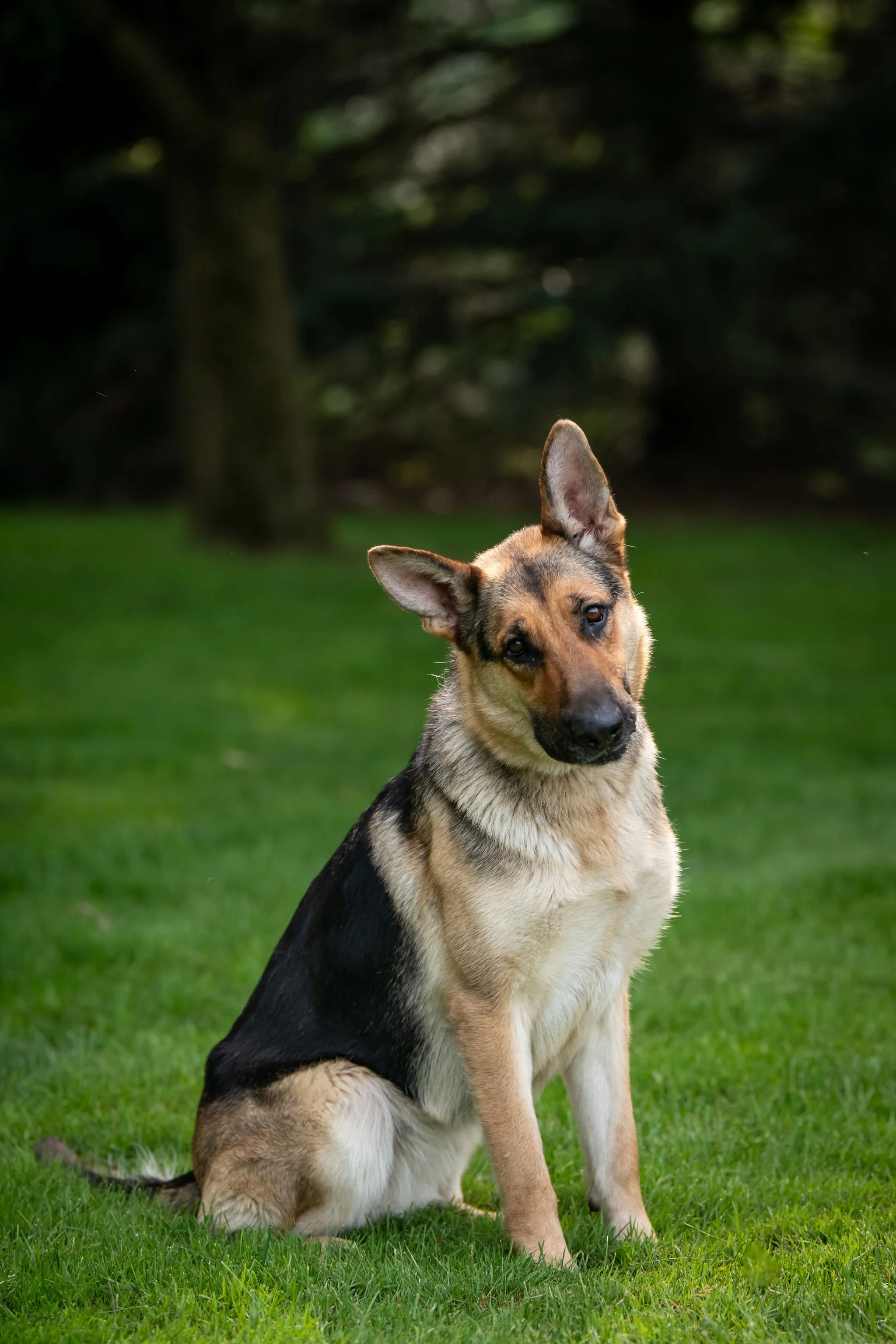 A mixed-breed dog, possibly German Shepherd and another breed, sitting on green grass in a park with trees in the background, looking at the camera with one ear upright and the other tilted.