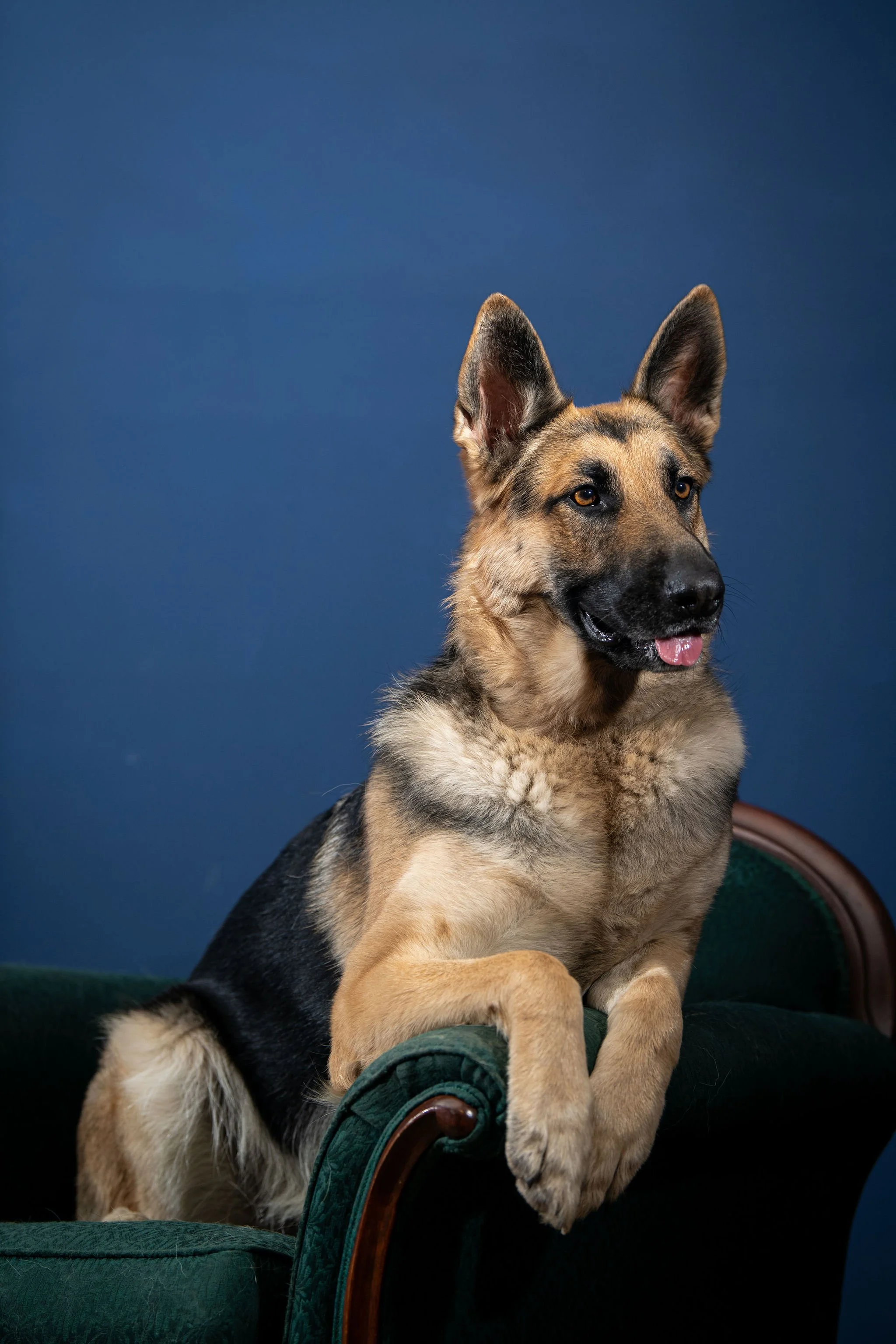 A German Shepherd dog resting on a green velvet vintage-style armchair with a dark blue background.