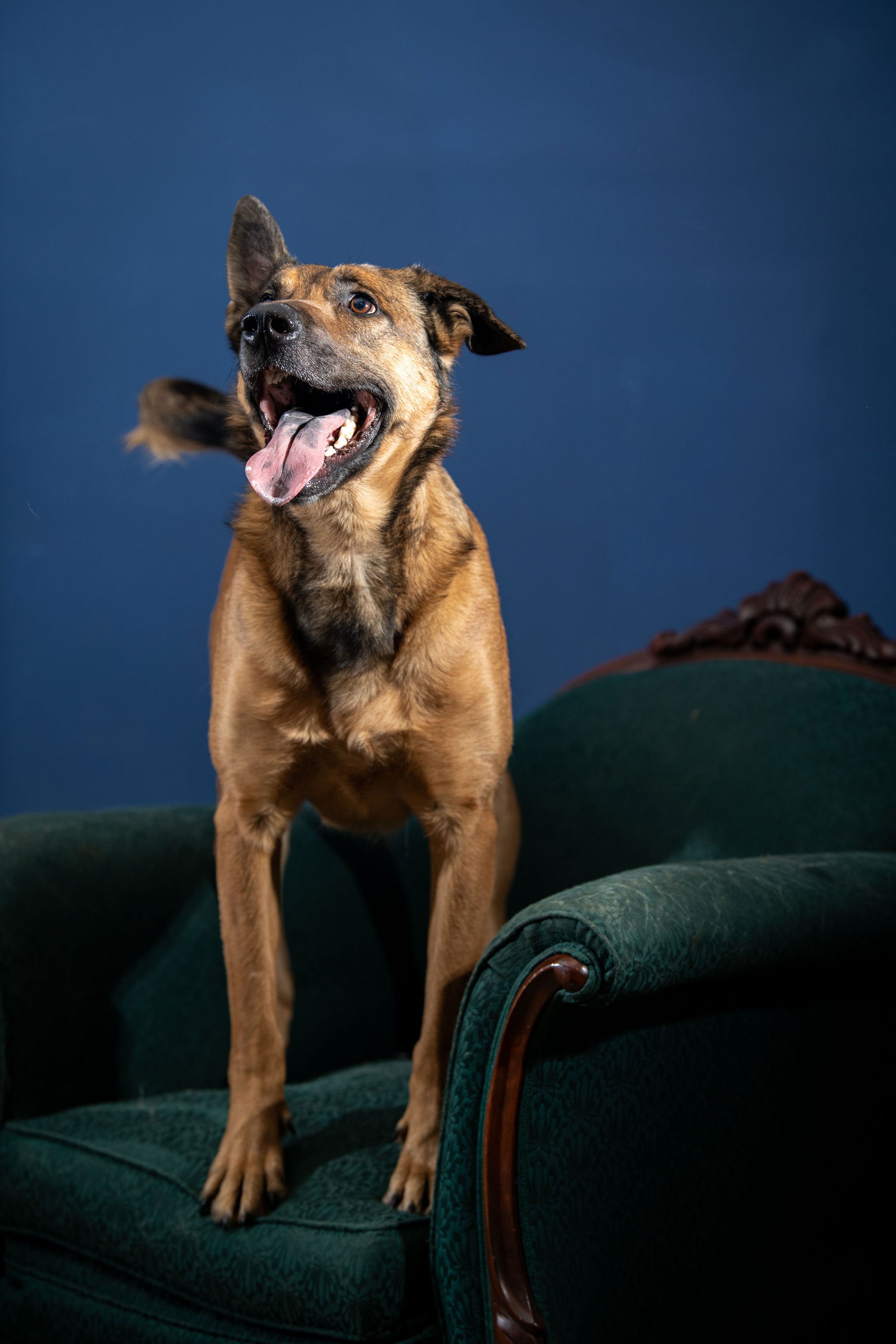 A happy, brown and black dog standing on a green velvet sofa against a dark blue background.