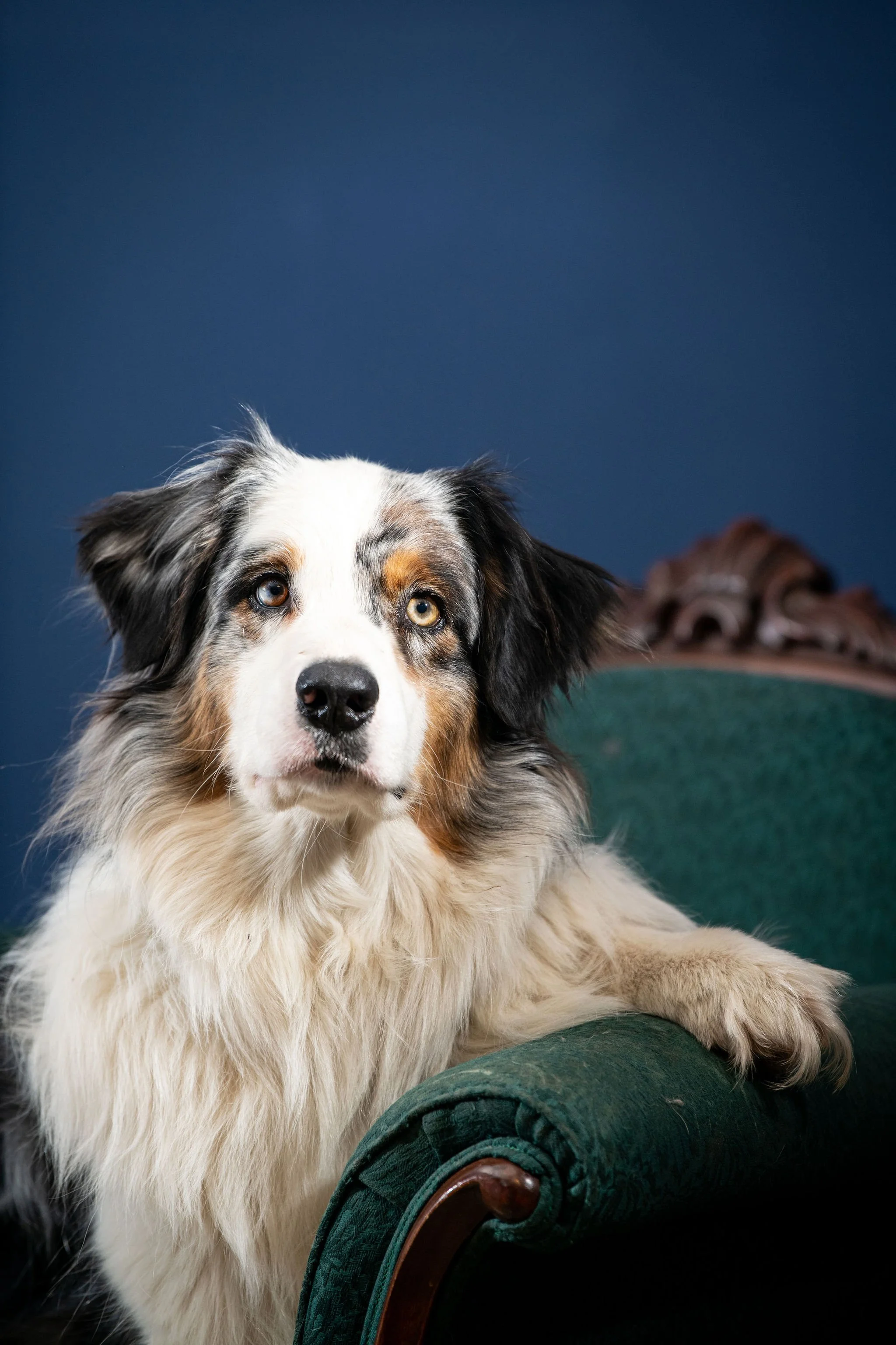Australian Shepherd dog with multicolored eyes lying on a green vintage-style sofa against a dark blue background.