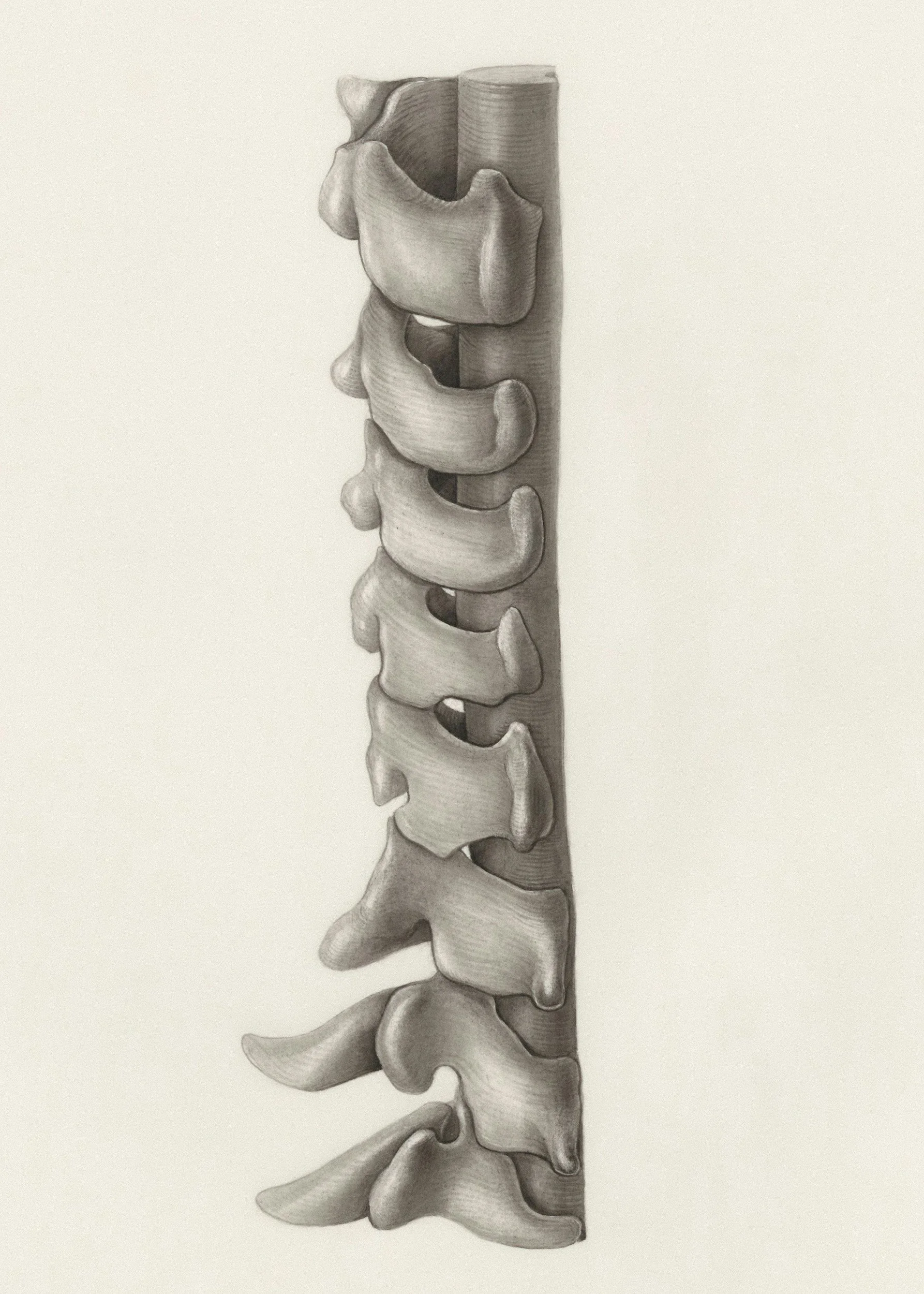 A detailed grayscale illustration of a human spine showing vertebrae in side view.