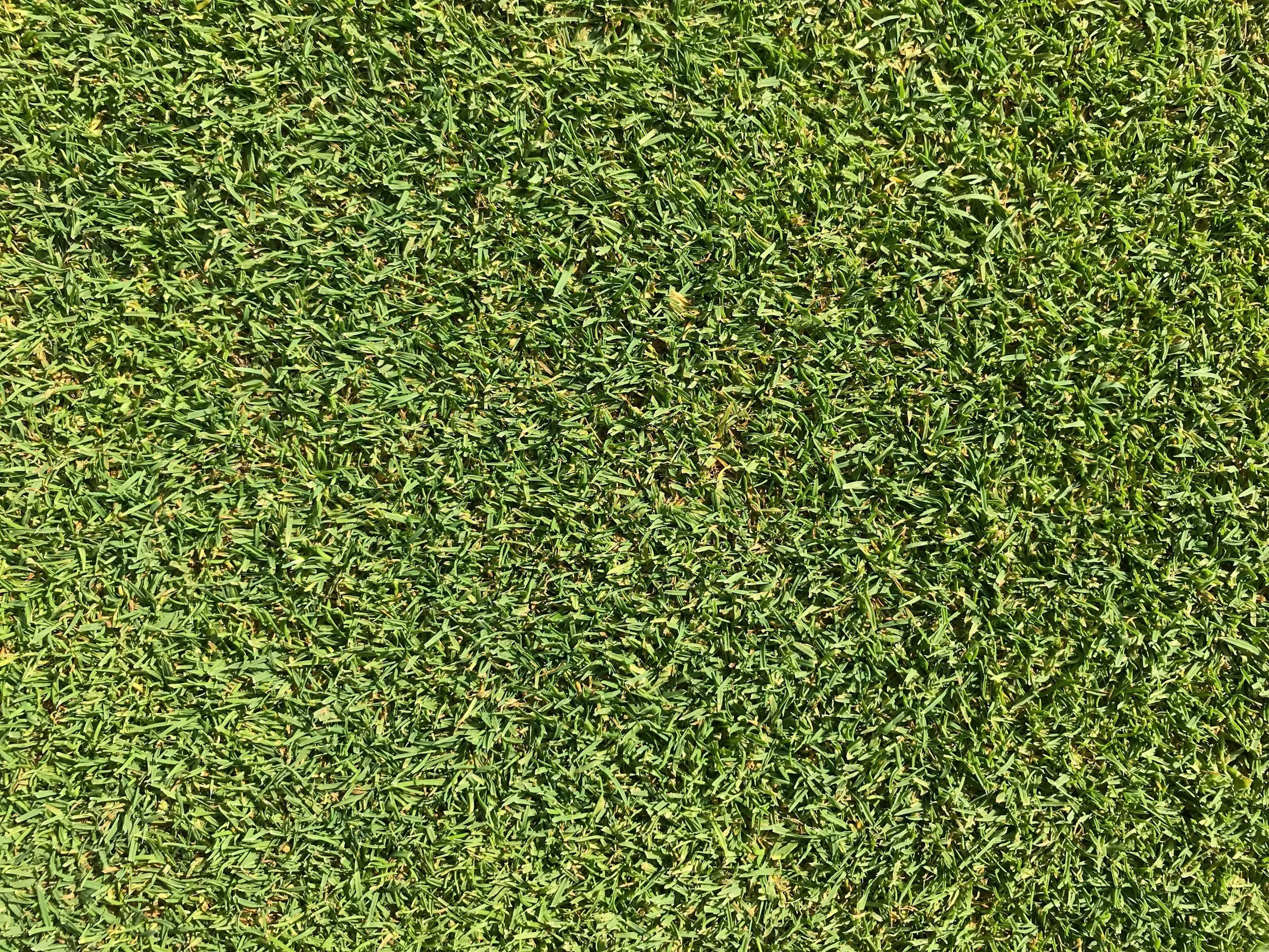 Close-up of neatly maintained green grass lawn.