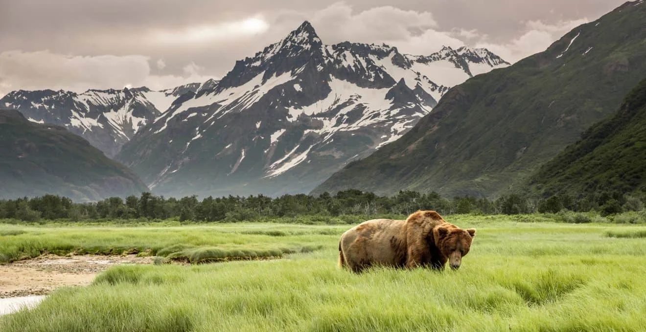 Best Wildlife Tours in Alaska: Bears, Whales &amp; Everything in Between