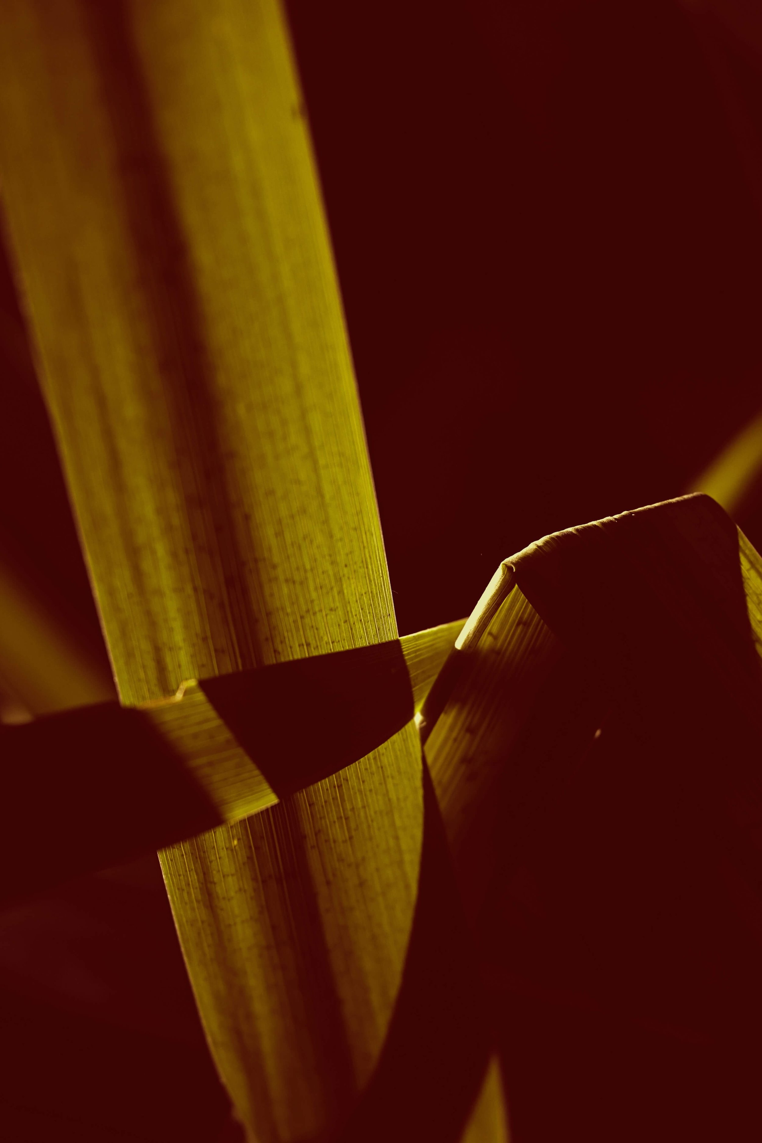 Aesthetic image of Blades of Grass