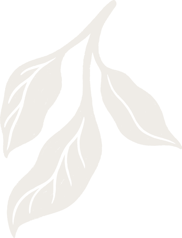 A cream leaf illustration