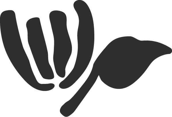 Illustration in charcoal of a flower and leaf