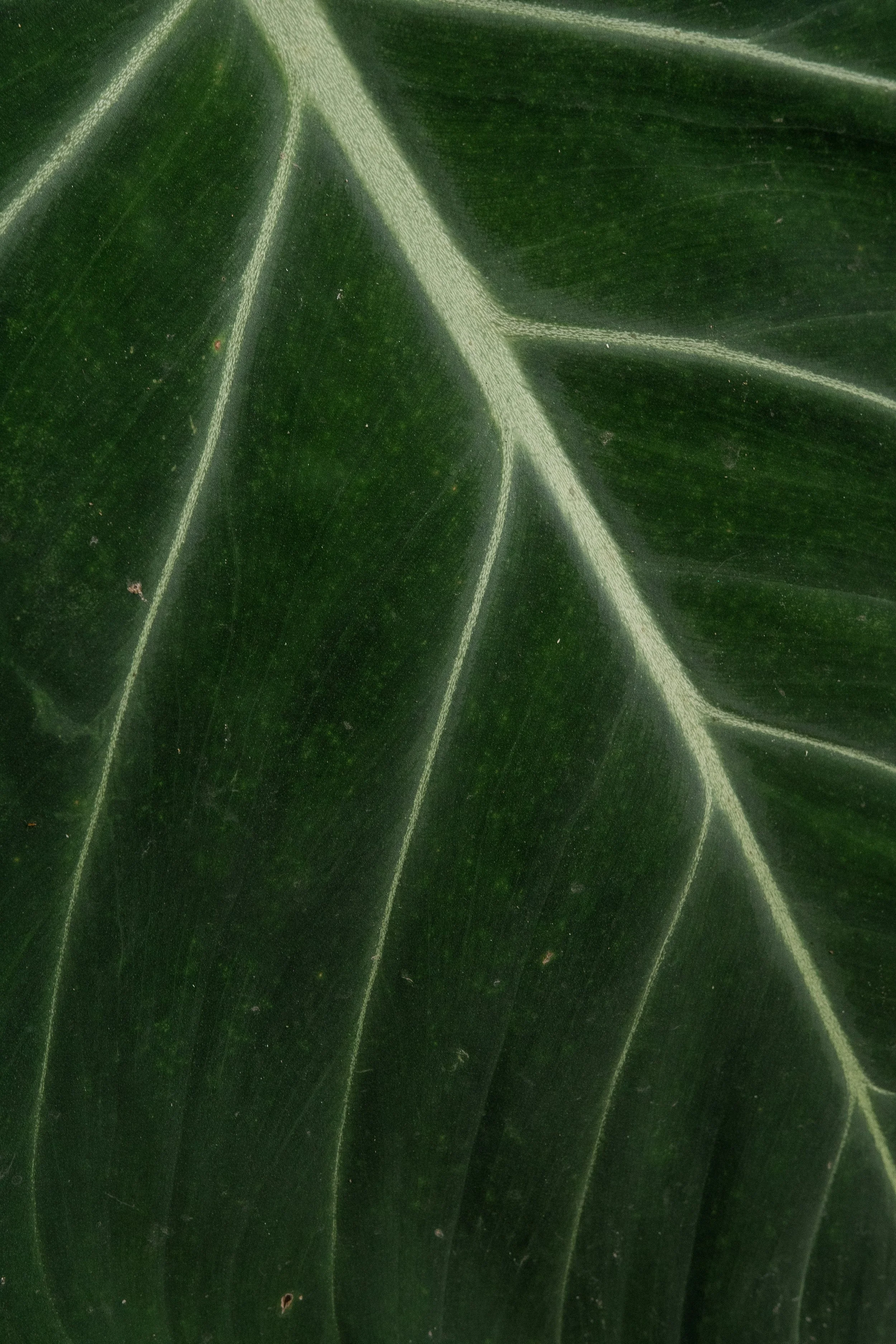 Close up of leaves